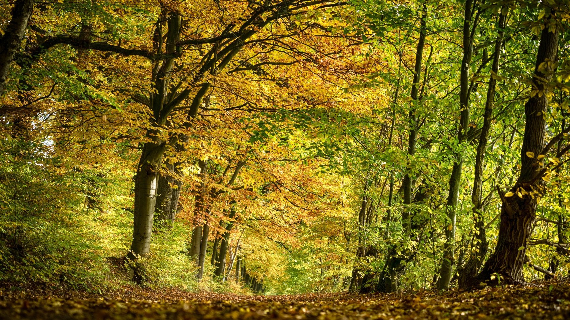 Обои деревья, природа, лес, парк, осень, trees, nature, forest, park, autumn разрешение 2880x1800 Загрузить