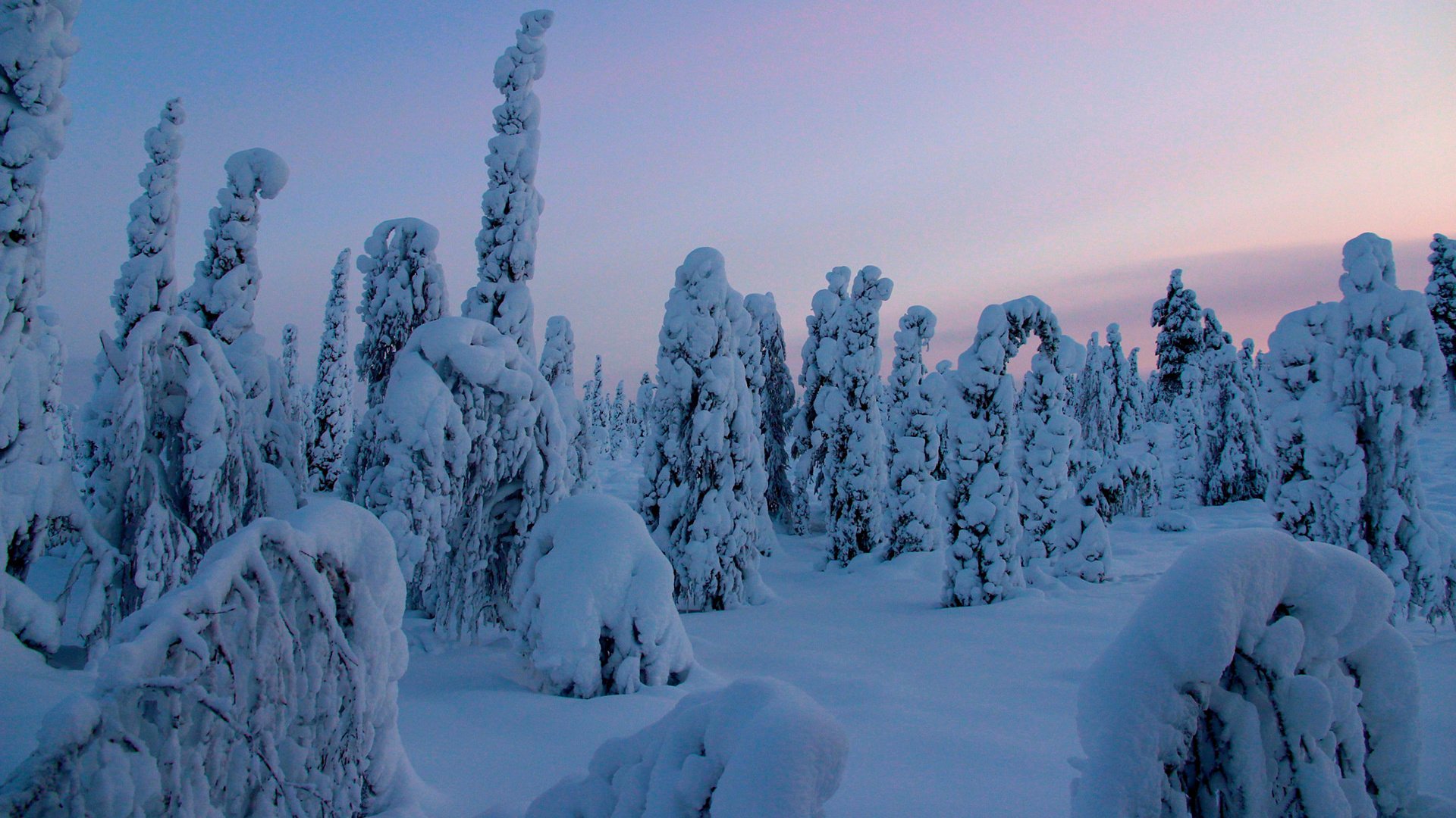 Обои деревья, снег, природа, лес, зима, trees, snow, nature, forest, winter разрешение 1920x1200 Загрузить