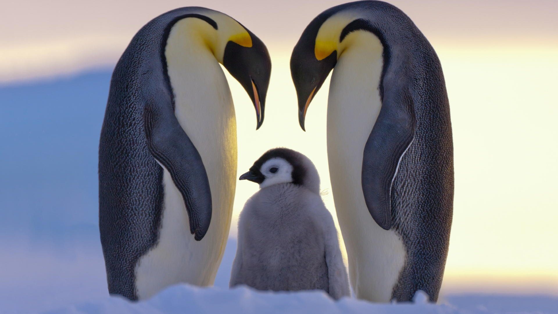 Обои птенец, снег, птицы, пингвин, пингвины, императорский пингвин, dr. claus possberg, chick, snow, birds, penguin, penguins, emperor penguin разрешение 1920x1200 Загрузить