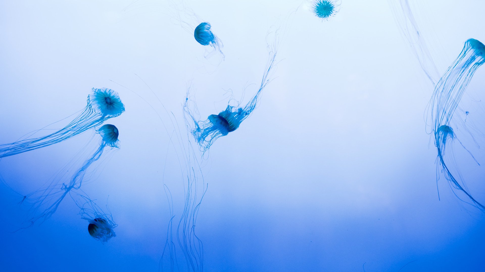 Обои медуза, медузы, подводный мир, medusa, jellyfish, underwater world разрешение 2560x1600 Загрузить