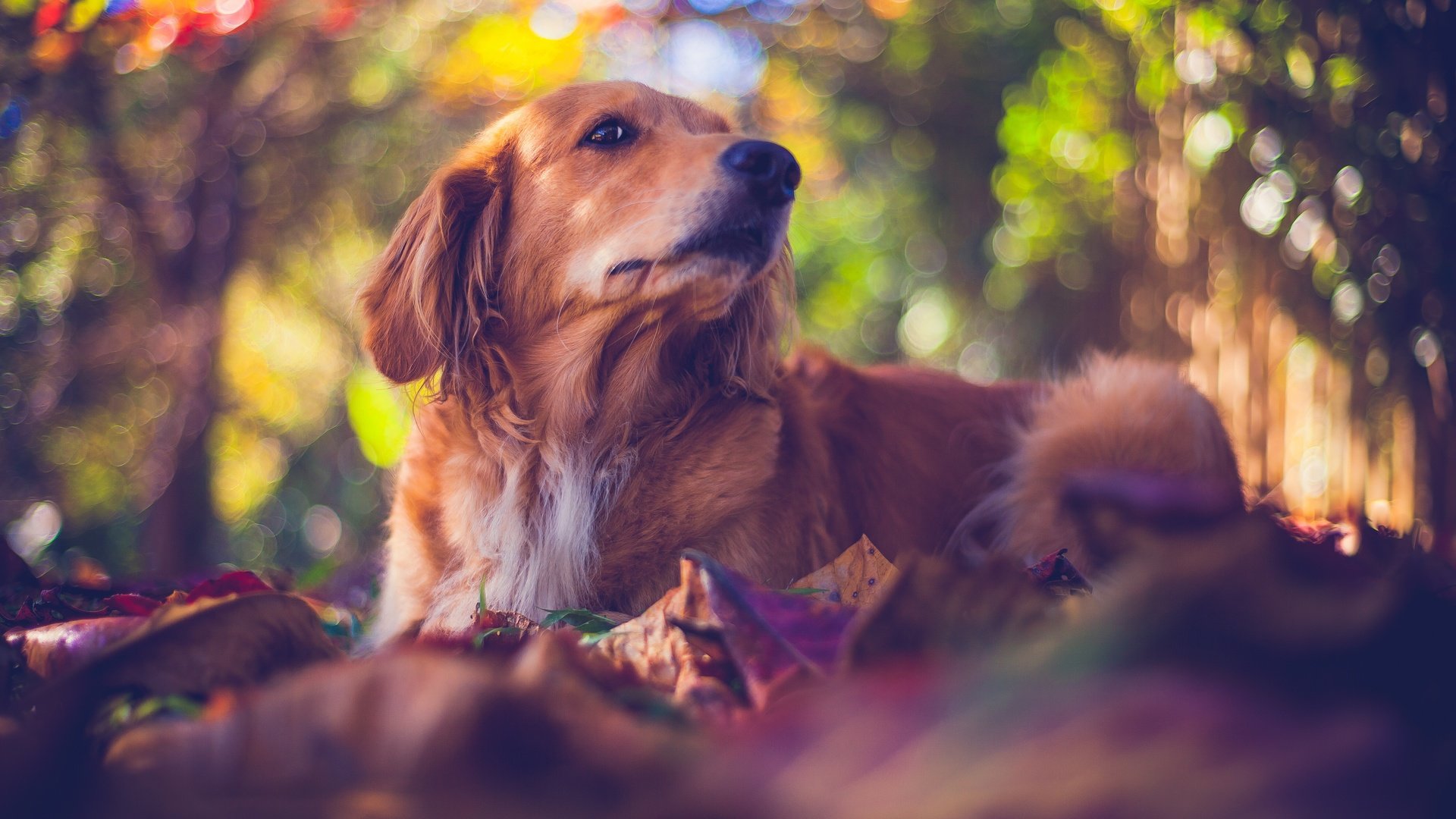 Обои природа, мордочка, взгляд, собака, боке, золотистый ретривер, nature, muzzle, look, dog, bokeh, golden retriever разрешение 5616x3744 Загрузить