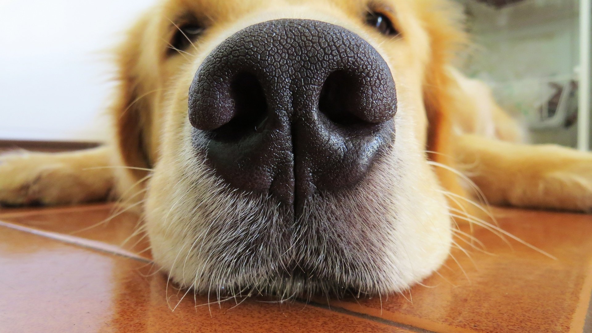 Красивый нос собаки