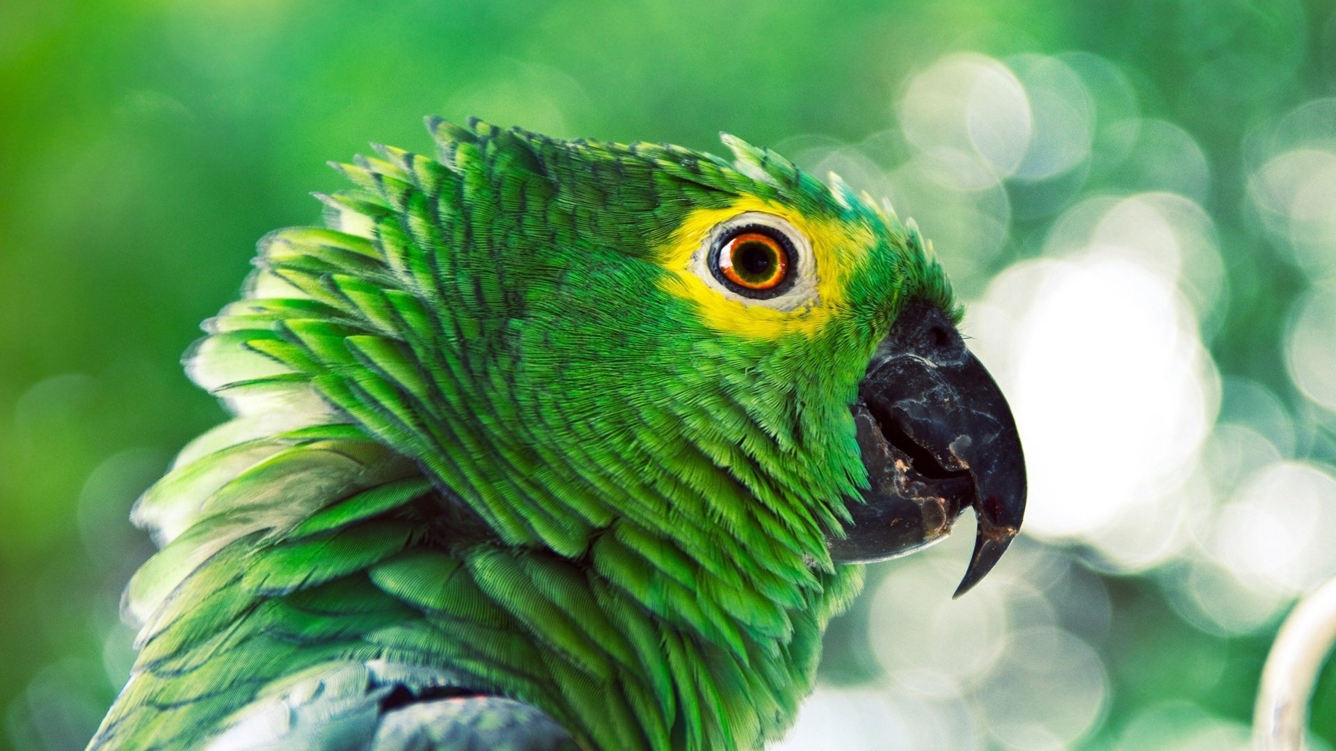 Обои профиль, птица, клюв, перья, попугай, profile, bird, beak, feathers, parrot разрешение 1920x1200 Загрузить