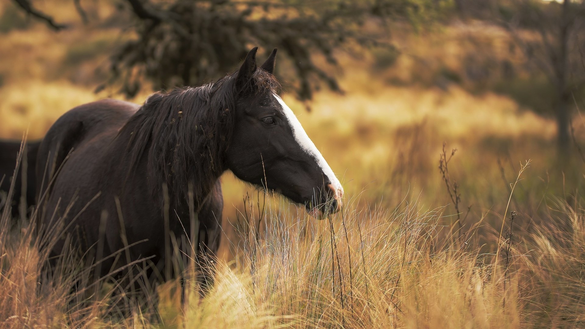 Обои лошадь, трава, поле, конь, грива, ло, fü, mezö, sövény, horse, grass, field, mane, lo разрешение 2048x1232 Загрузить