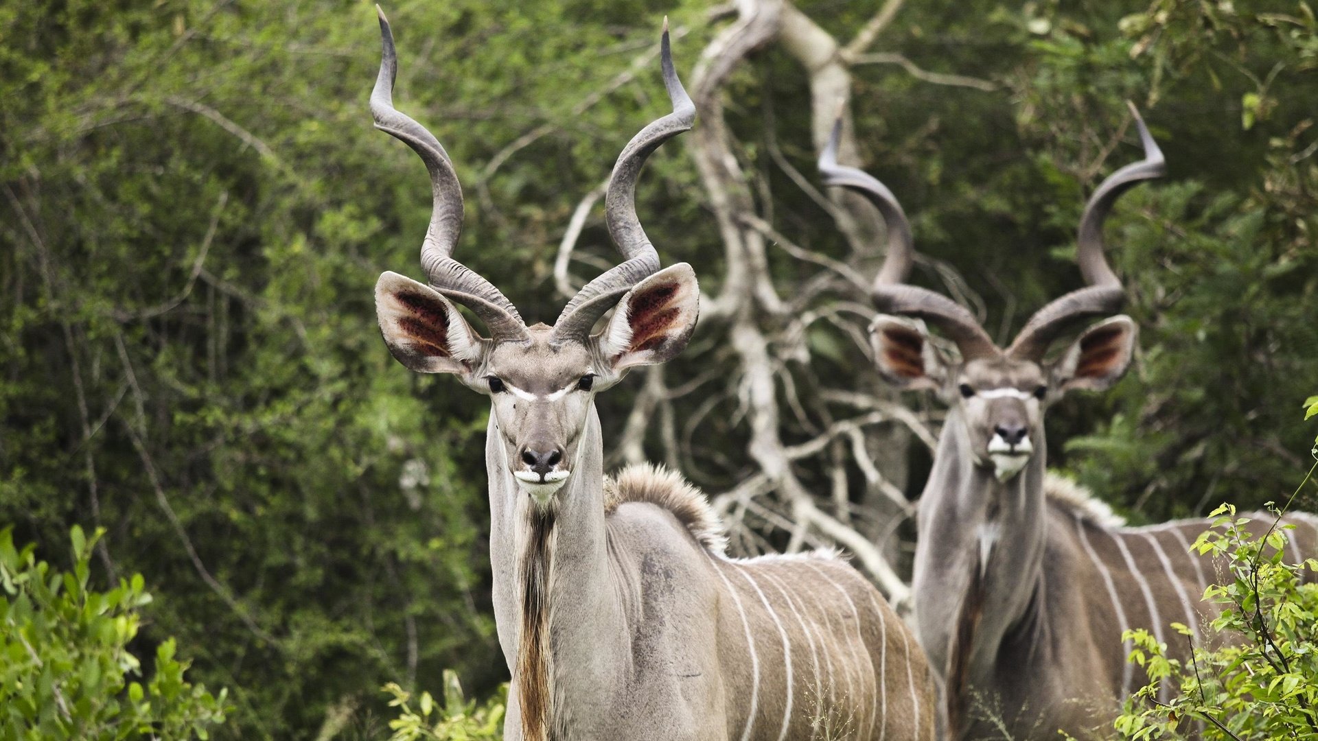 Обои природа, рога, антилопа, большой куду, куду, nature, horns, antelope, big kudu разрешение 2738x1825 Загрузить