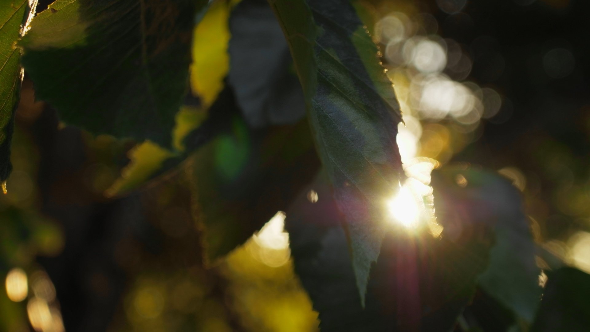 Обои листья, лучи, боке, солнечный свет, leaves, rays, bokeh, sunlight разрешение 5184x3888 Загрузить