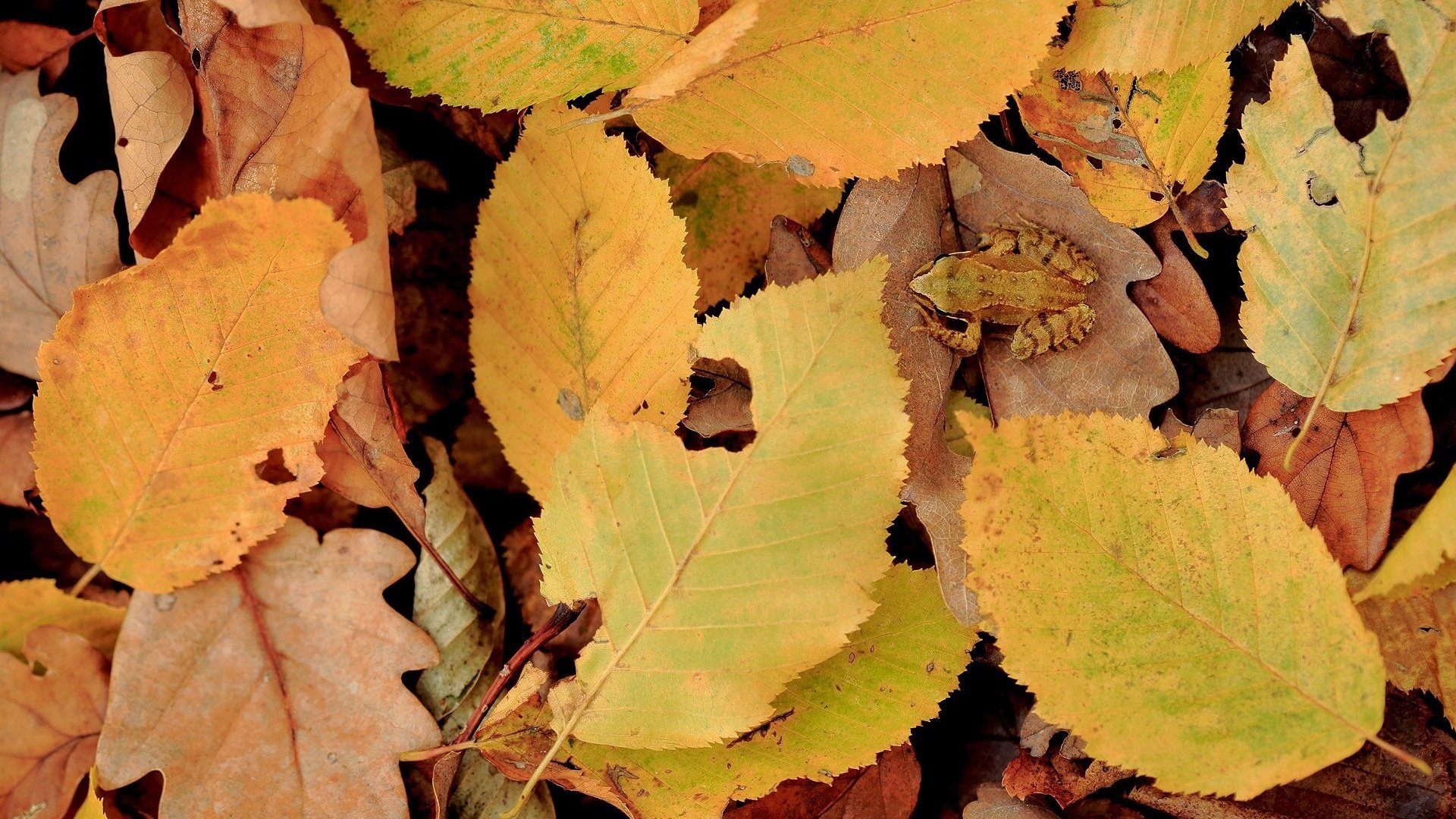 Обои природа, листья, осень, лягушка, желтые листья, nature, leaves, autumn, frog, yellow leaves разрешение 1920x1200 Загрузить