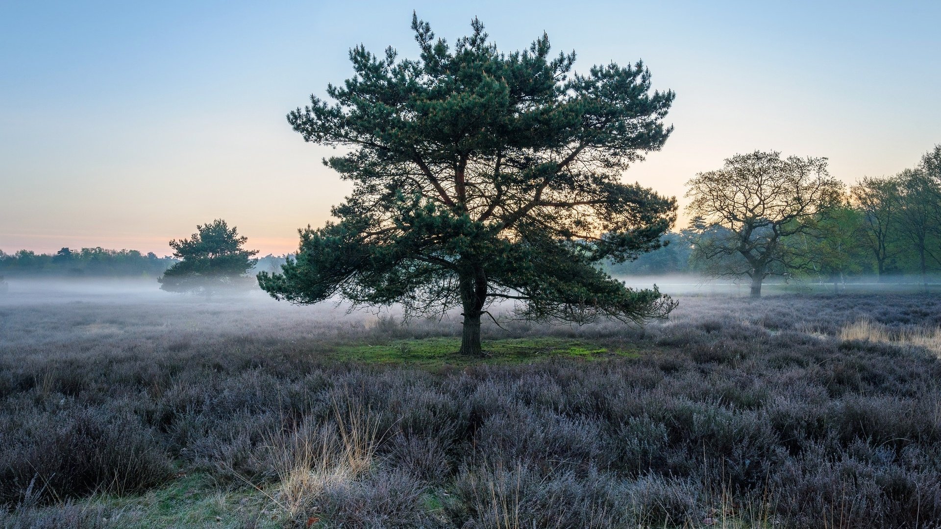 Обои небо, дерево, растения, туман, поле, the sky, tree, plants, fog, field разрешение 2048x1367 Загрузить