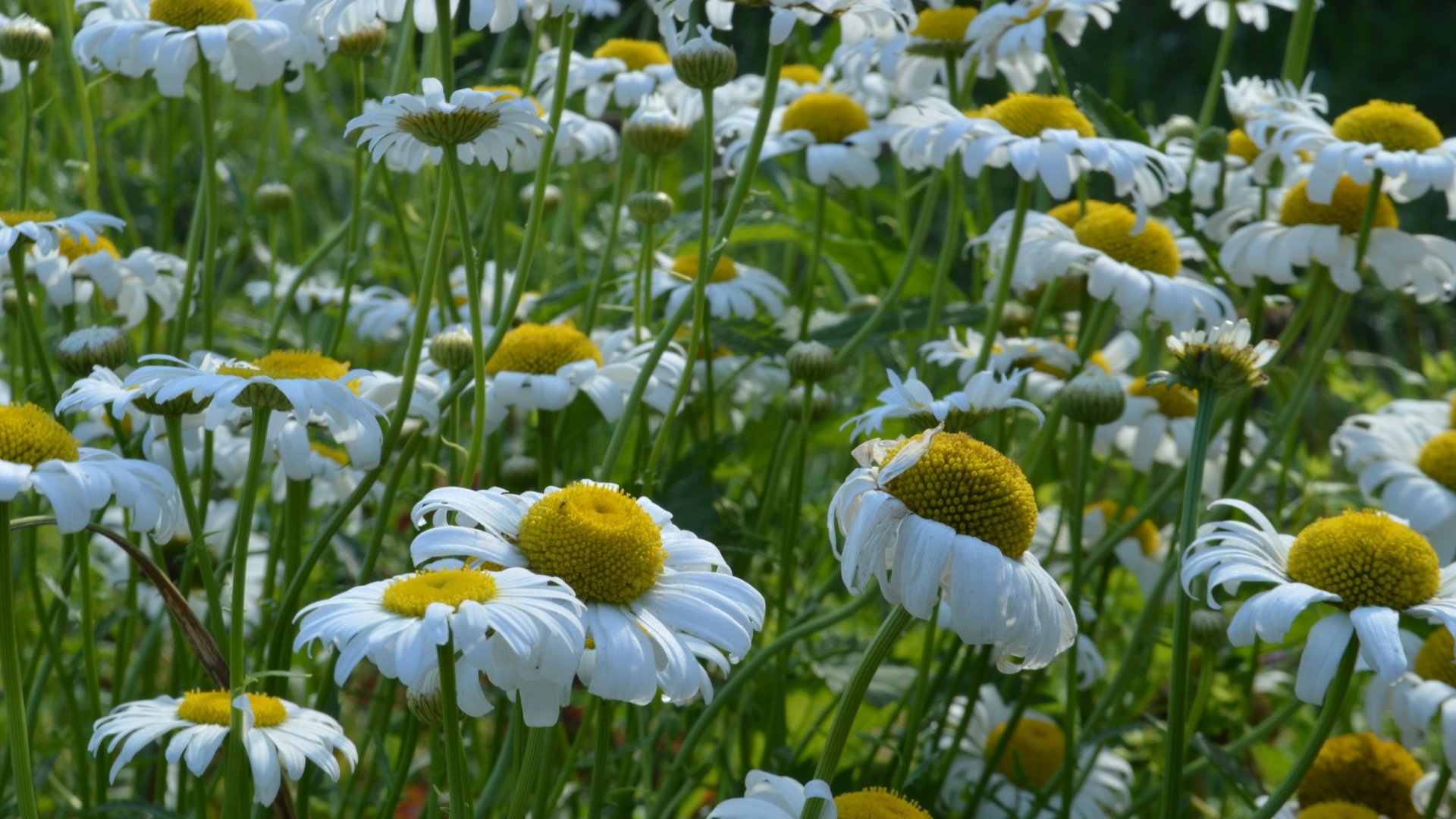 Обои цветы, лепестки, луг, ромашки, белые, стебли, flowers, petals, meadow, chamomile, white, stems разрешение 6016x4000 Загрузить