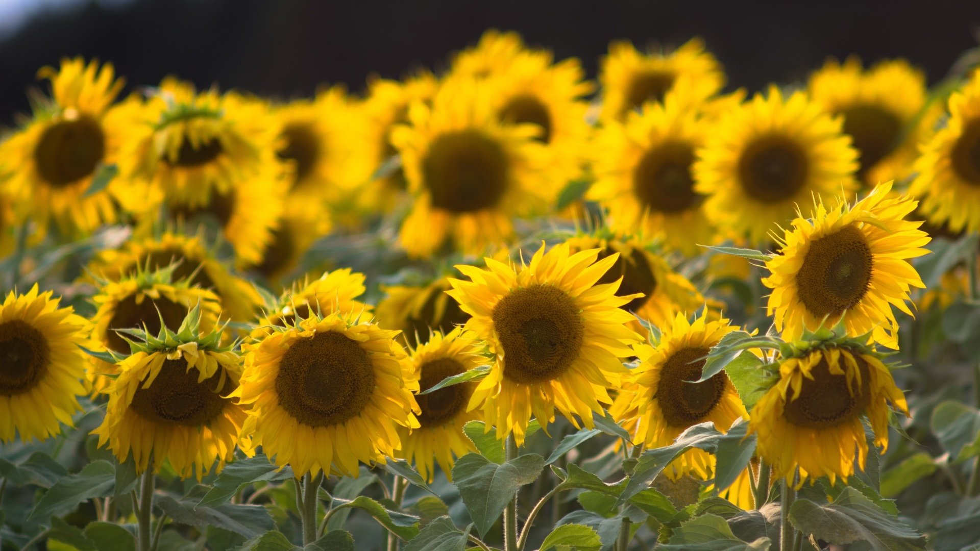 Обои листья, лепестки, подсолнухи, стебли, желтые цветы, leaves, petals, sunflowers, stems, yellow flowers разрешение 1920x1280 Загрузить