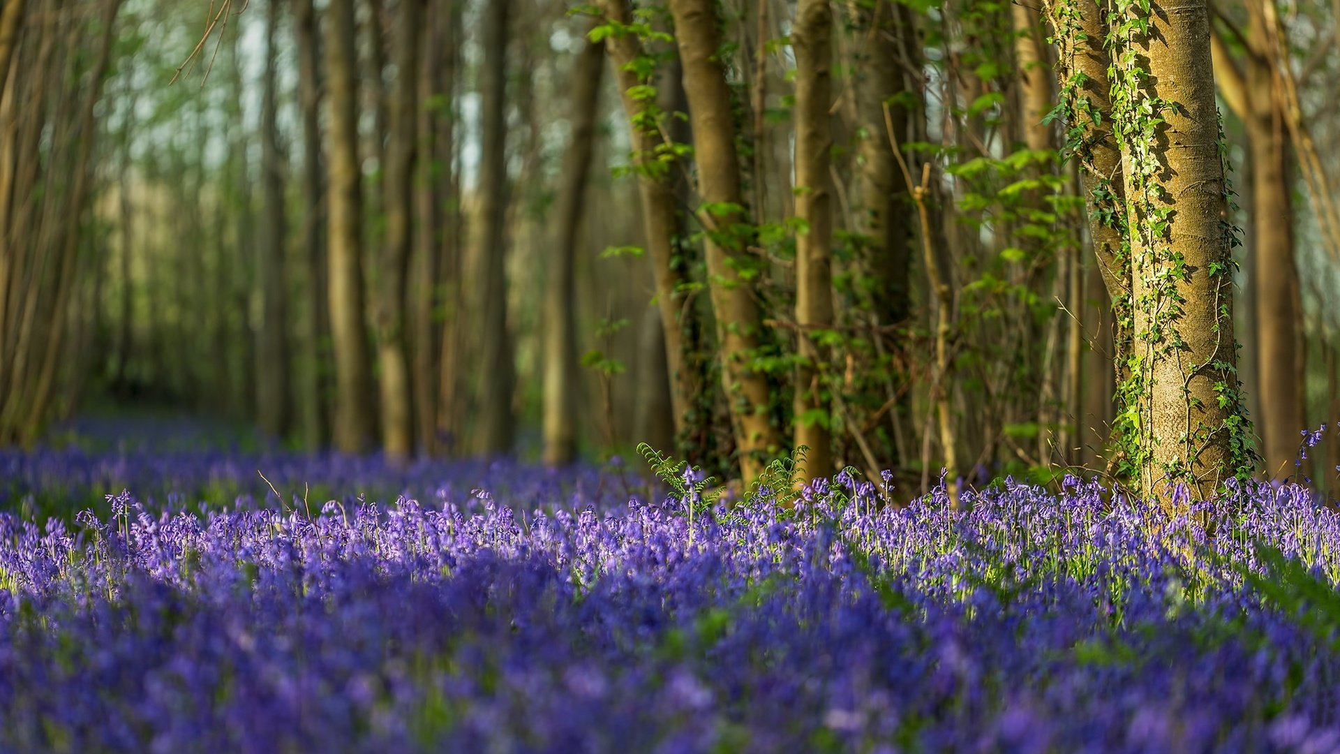 Обои цветы, деревья, лес, стволы, англия, колокольчики, дорсет, flowers, trees, forest, trunks, england, bells, dorset разрешение 2048x1365 Загрузить