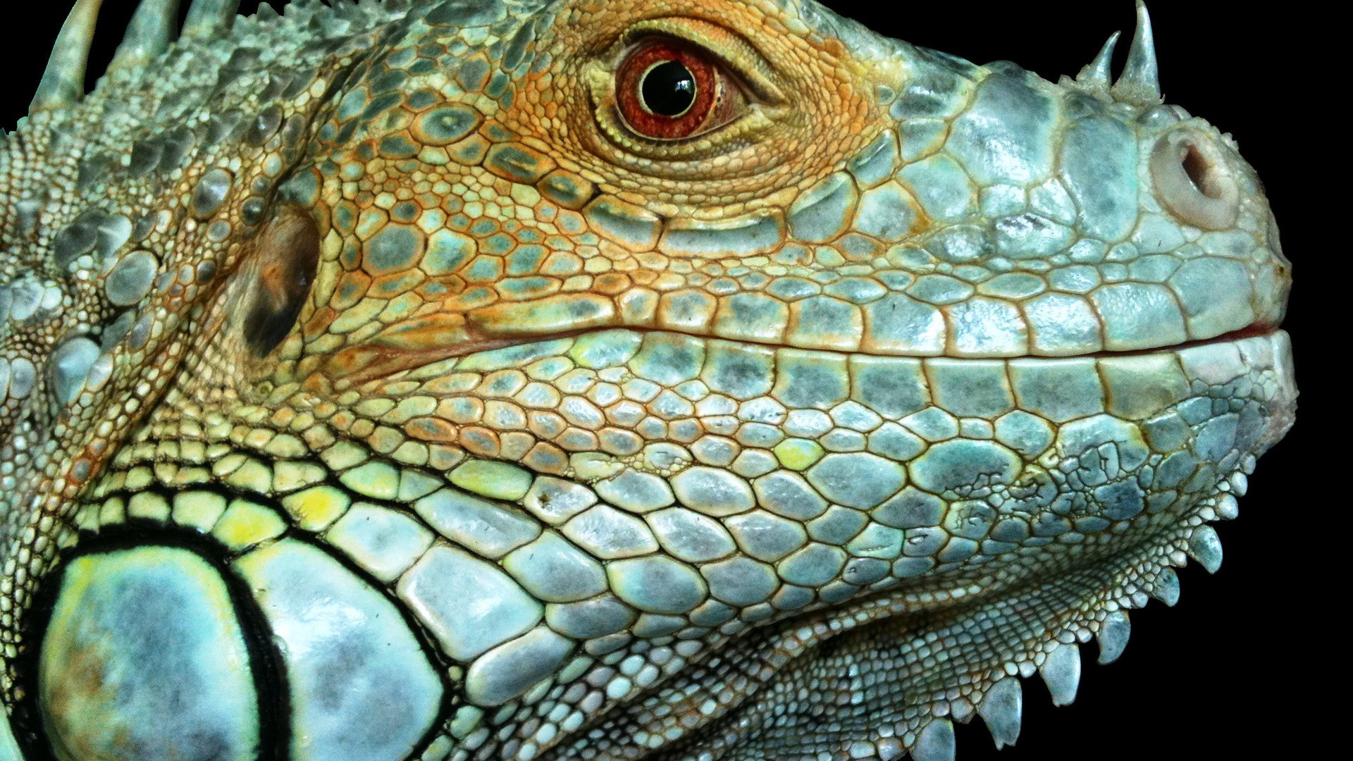 Обои макро, фон, ящерица, рептилия, игуана, macro, background, lizard, reptile, iguana разрешение 2126x1587 Загрузить