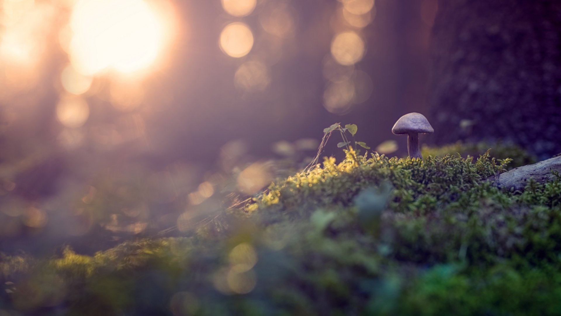 Обои природа, растения, макро, осень, грибы, гриб, мох, боке, nature, plants, macro, autumn, mushrooms, mushroom, moss, bokeh разрешение 2560x1515 Загрузить