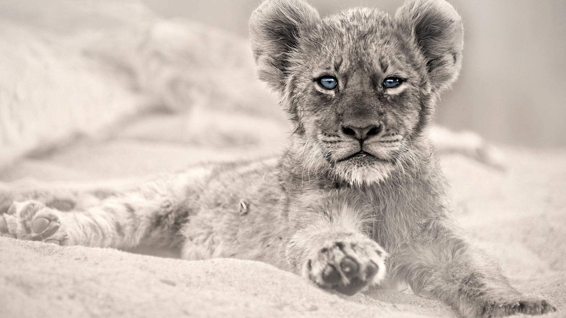 Обои глаза, взгляд, хищник, животное, лев, львёнок, детеныш, eyes, look, predator, animal, leo, lion, cub разрешение 2048x1365 Загрузить