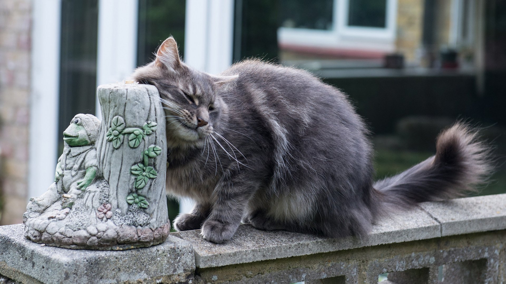 Обои кот, мордочка, усы, кошка, улица, животное, хвост, cat, muzzle, mustache, street, animal, tail разрешение 2048x1387 Загрузить