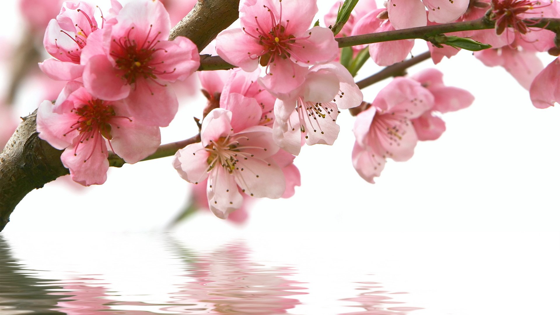 Обои цветы, вода, ветка, отражение, весна, розовые, сакура, flowers, water, branch, reflection, spring, pink, sakura разрешение 3840x2160 Загрузить