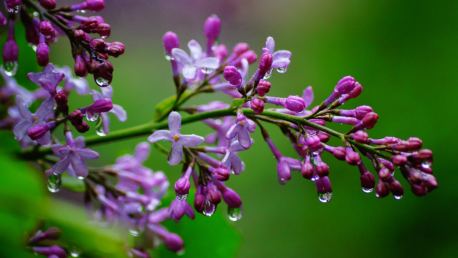 Обои цветы, ветка, природа, макро, капли, сирень, flowers, branch, nature, macro, drops, lilac разрешение 5456x3632 Загрузить