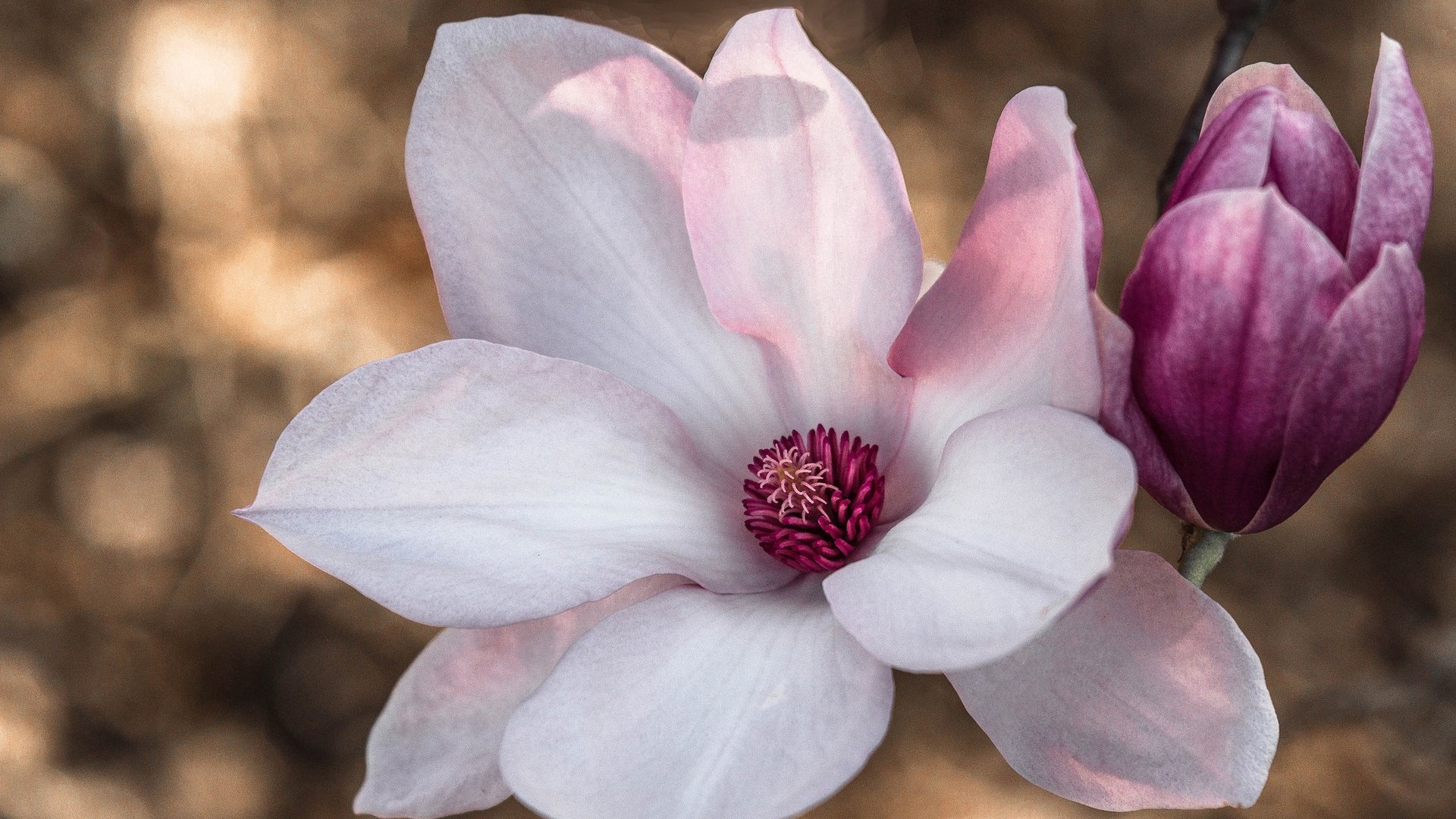 Обои макро, магнолия, macro, magnolia разрешение 2048x1327 Загрузить