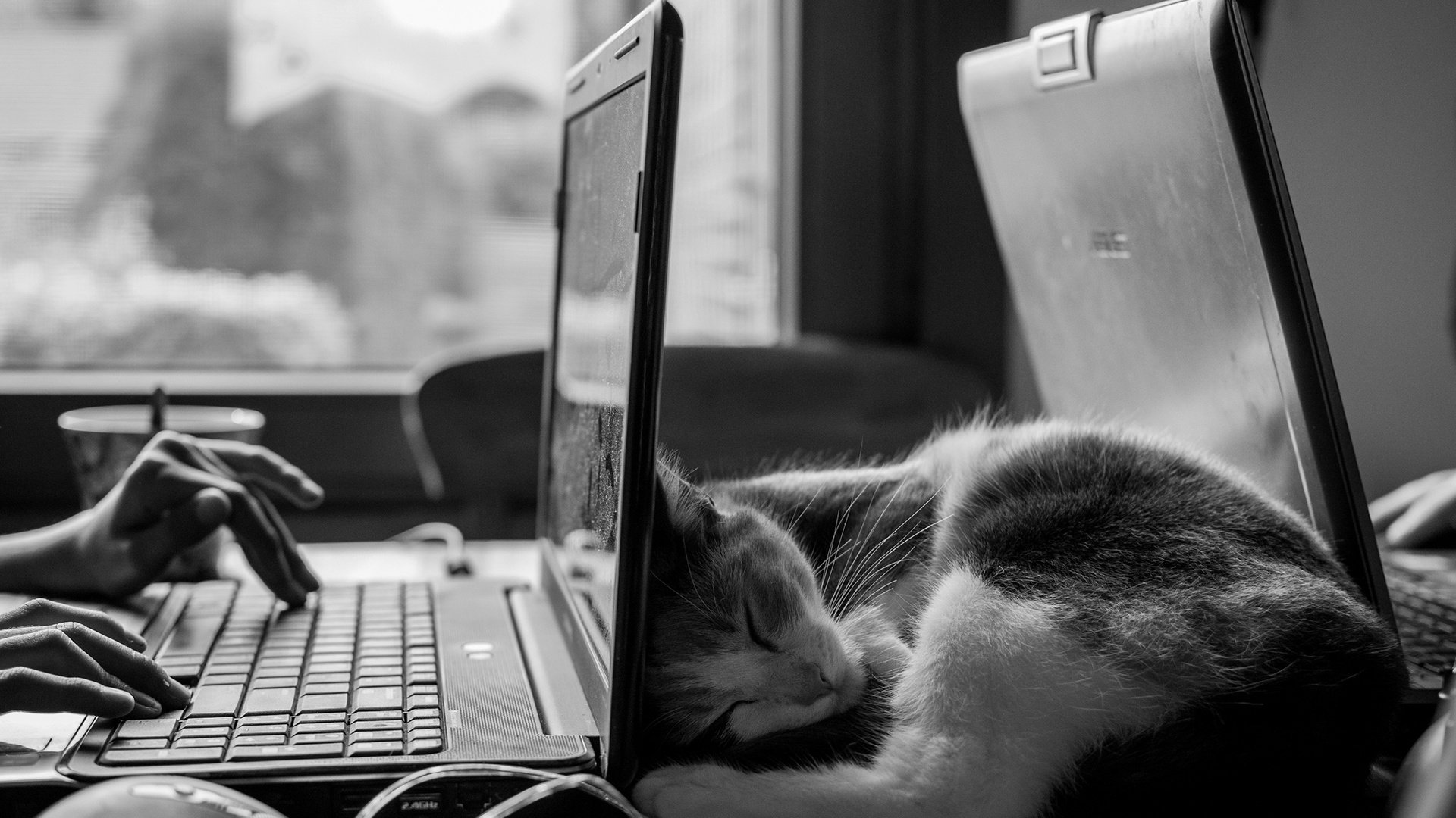 Обои кот, кошка, чёрно-белое, сон, котенок, руки, ноутбук, cat, black and white, sleep, kitty, hands, laptop разрешение 1920x1200 Загрузить
