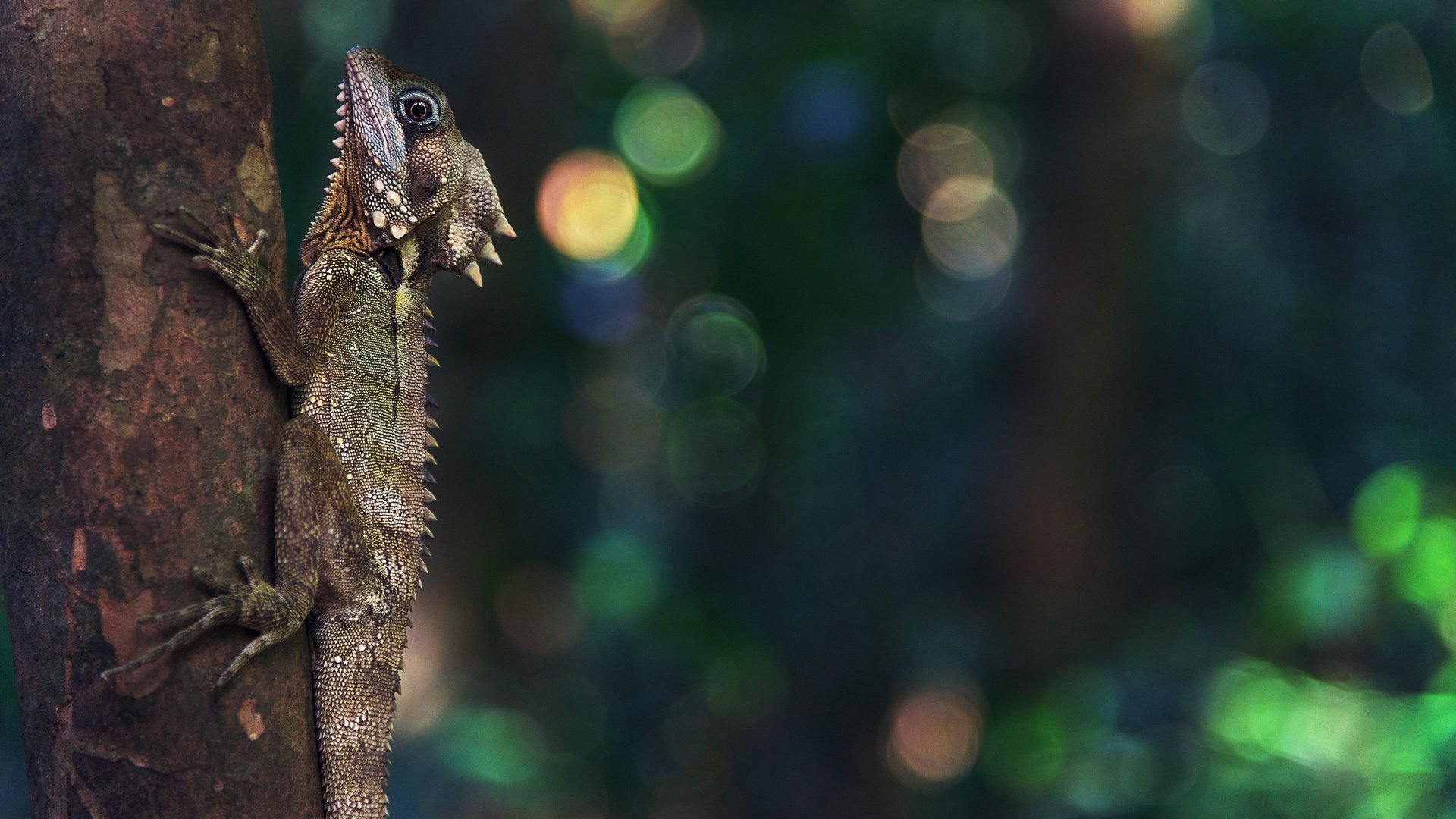 Обои природа, ящерица, рептилия, боке, nature, lizard, reptile, bokeh разрешение 3840x2160 Загрузить