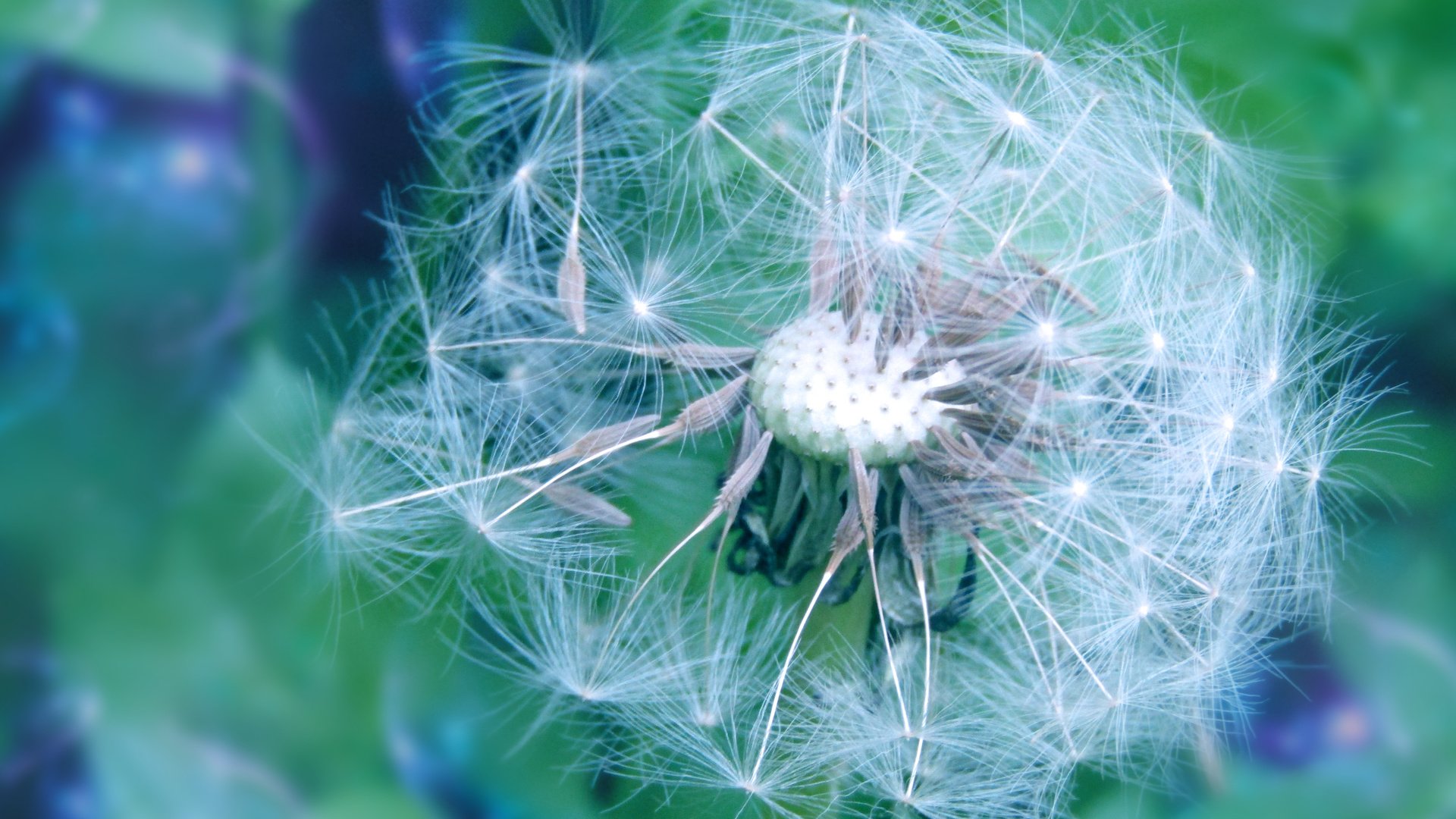 Обои цветы природа боке весна пух одуванчик, flowers nature bokeh spring dandelion fluff разрешение 5152x2896 Загрузить