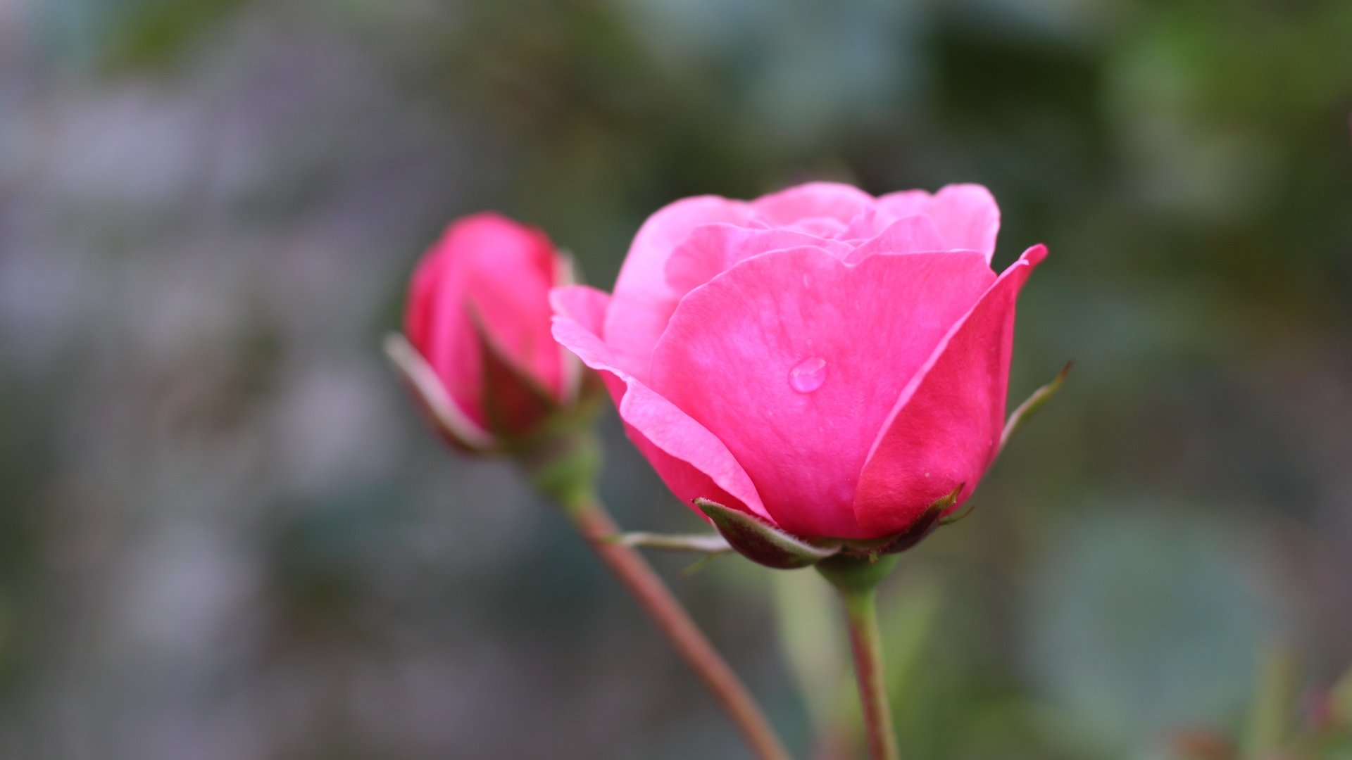 Обои цветок, розы, бутон, размытие, капли воды, flower, roses, bud, blur, water drops разрешение 5184x3456 Загрузить