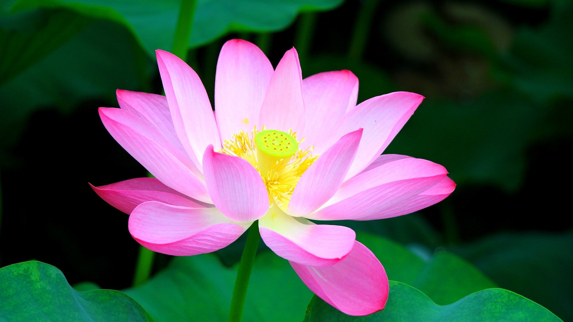 Обои листья, цветок, лепестки, лотос, розовый, leaves, flower, petals, lotus, pink разрешение 5184x3456 Загрузить