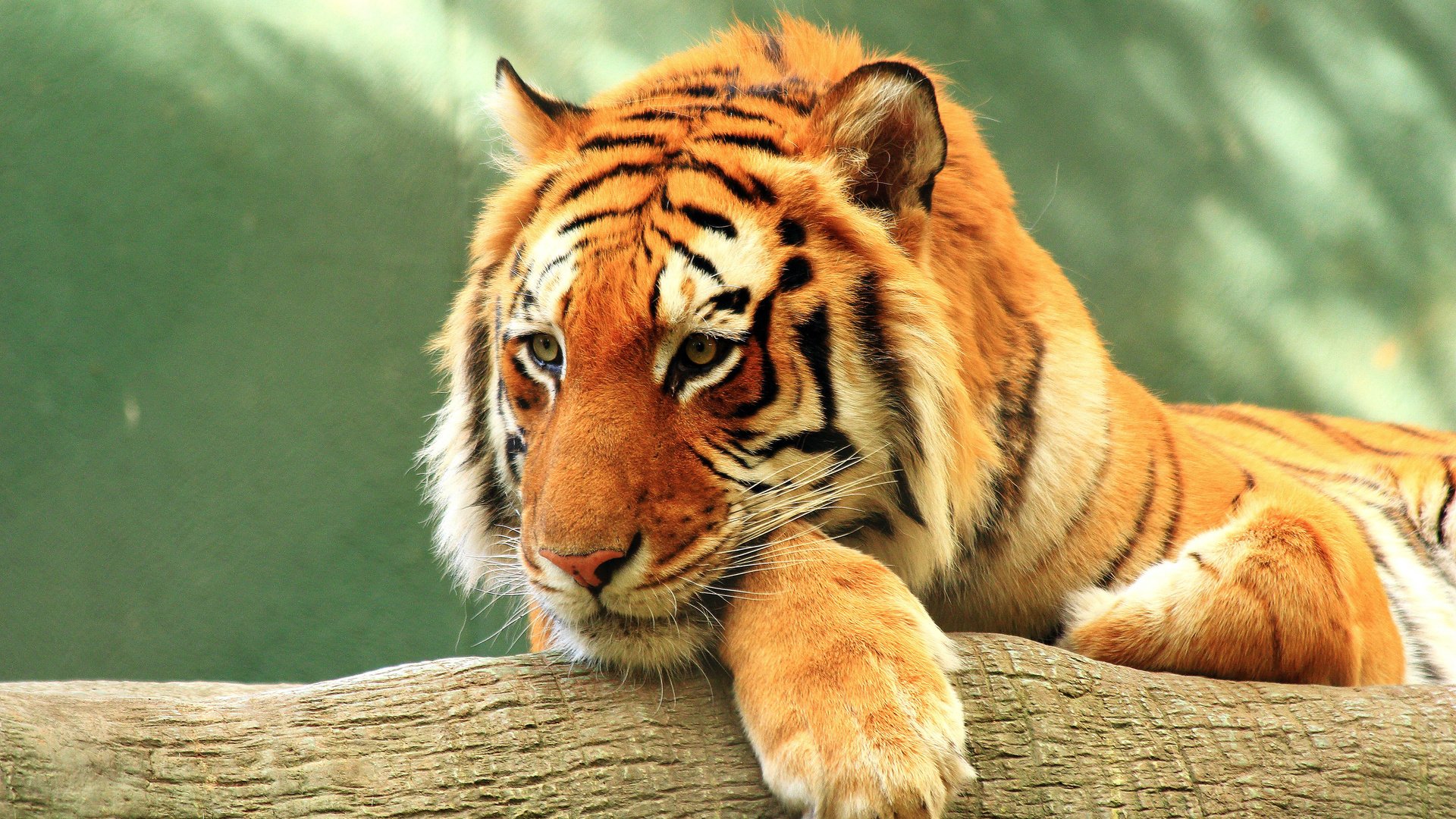 Обои тигр, морда, взгляд, хищник, дикая природа, дикая кошка, tiger, face, look, predator, wildlife, wild cat разрешение 3840x2400 Загрузить