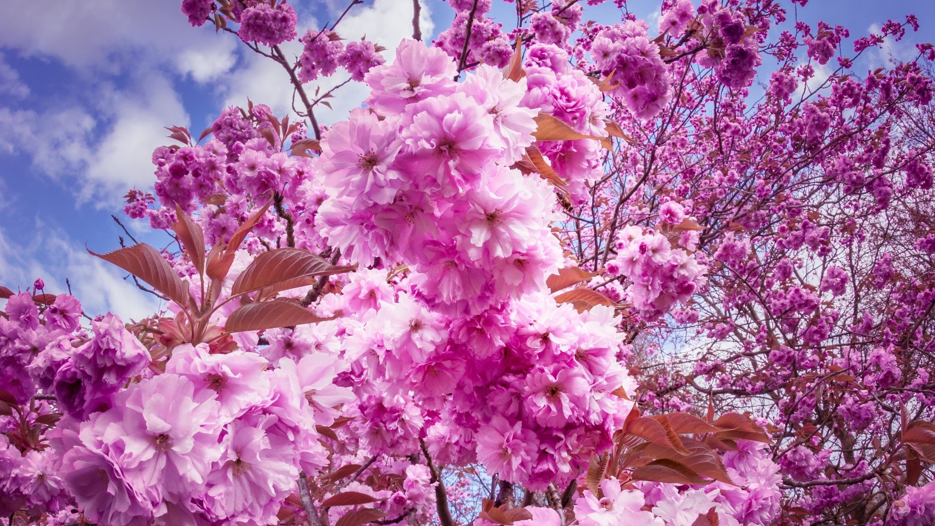 Обои небо, цветы, облака, цветение, ветки, весна, вишня, сакура, the sky, flowers, clouds, flowering, branches, spring, cherry, sakura разрешение 4000x2667 Загрузить