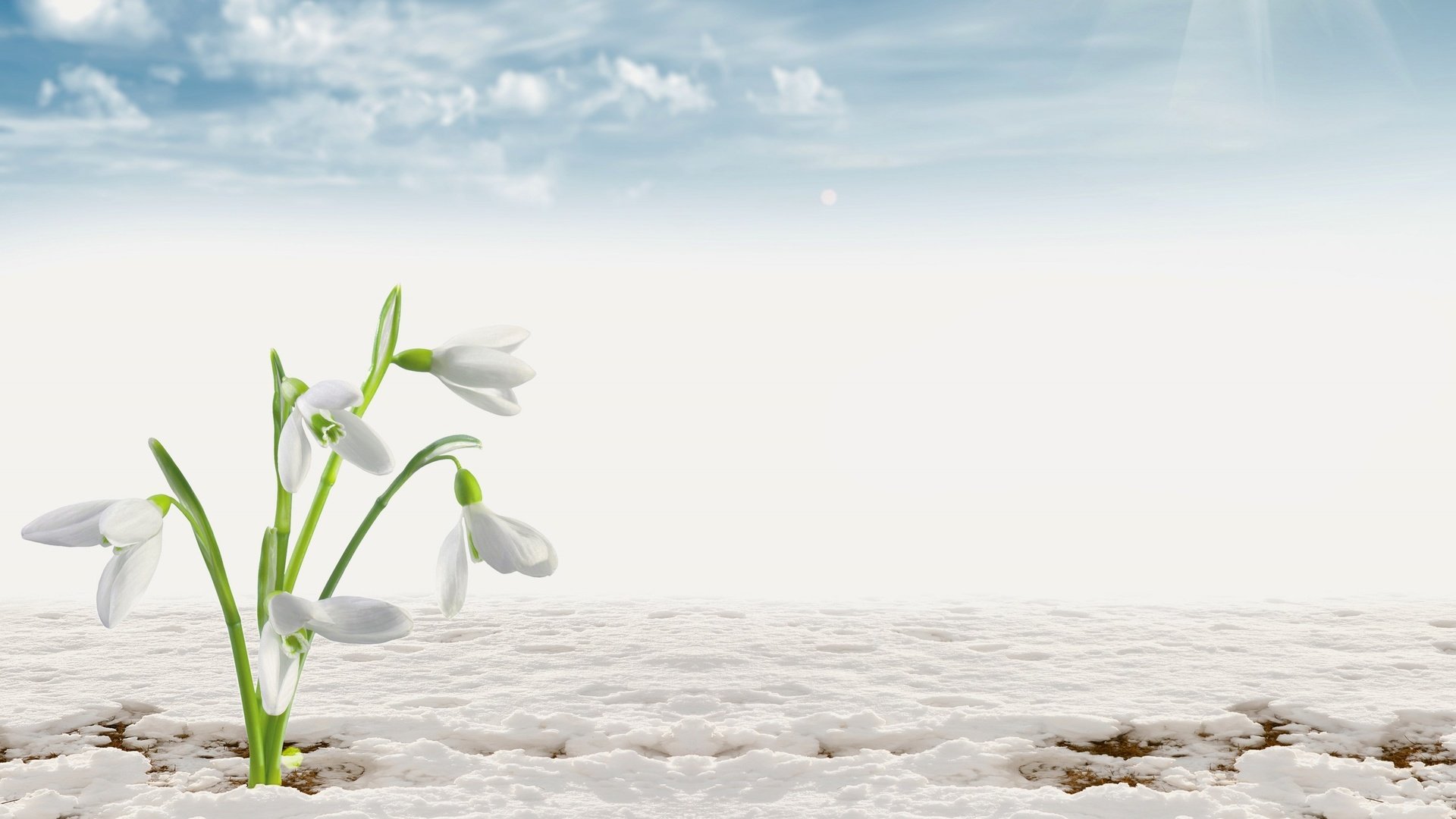 Обои цветы, облака, снег, белые, подснежники, flowers, clouds, snow, white, snowdrops разрешение 2560x1600 Загрузить