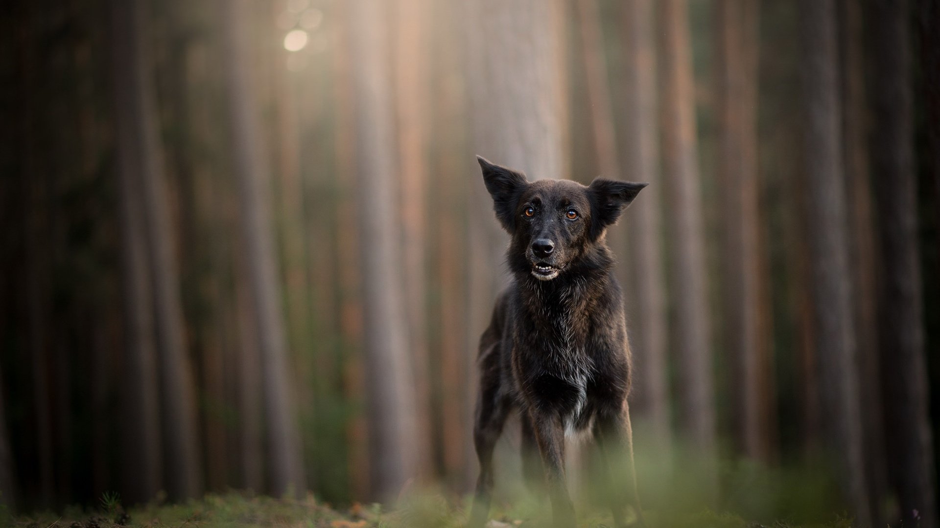 Обои лес, мордочка, стволы, взгляд, собака, немецкая овчарка, forest, muzzle, trunks, look, dog, german shepherd разрешение 2048x1224 Загрузить