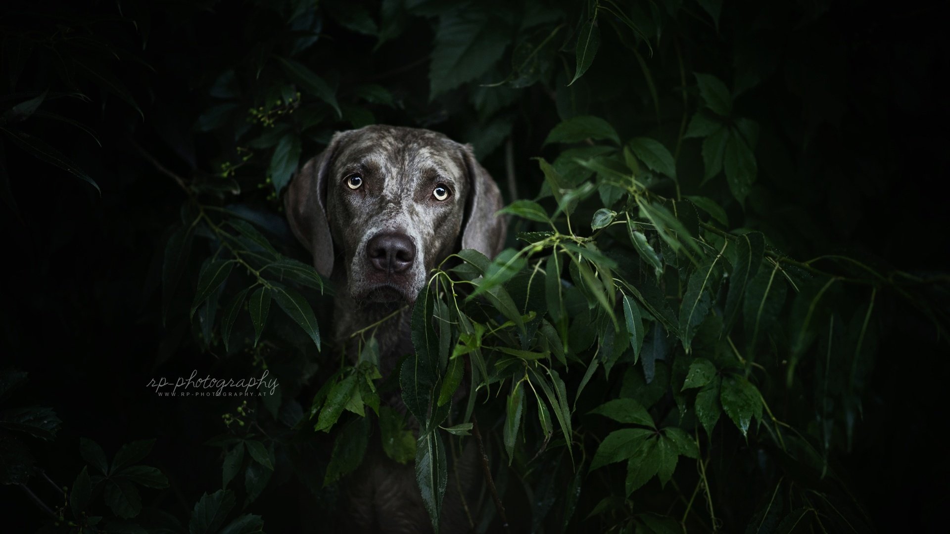 Обои растения, листья, мордочка, взгляд, собака, plants, leaves, muzzle, look, dog разрешение 2000x1227 Загрузить