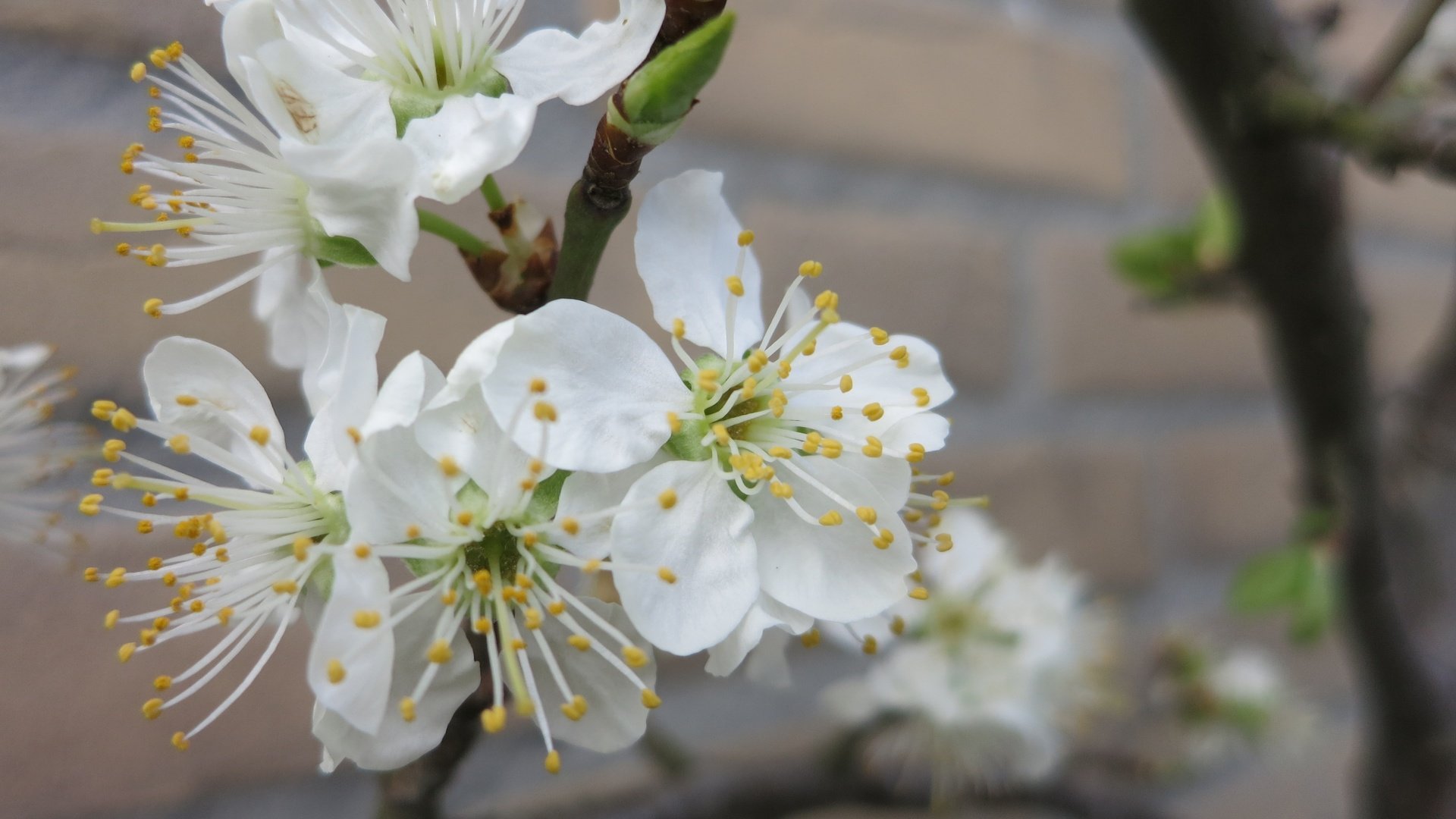 Обои цветы, ветка, дерево, цветение, весна, flowers, branch, tree, flowering, spring разрешение 4000x2664 Загрузить