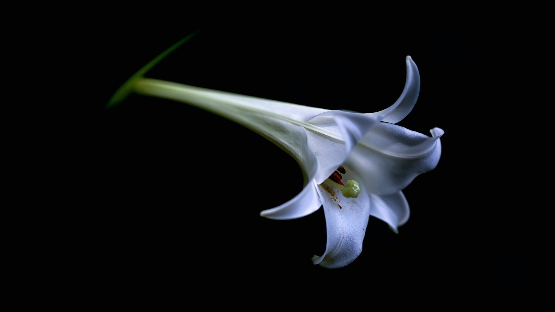 Обои цветок, белый, лилия, бутон, черный фон, lilium candidum, flower, white, lily, bud, black background разрешение 7360x4912 Загрузить