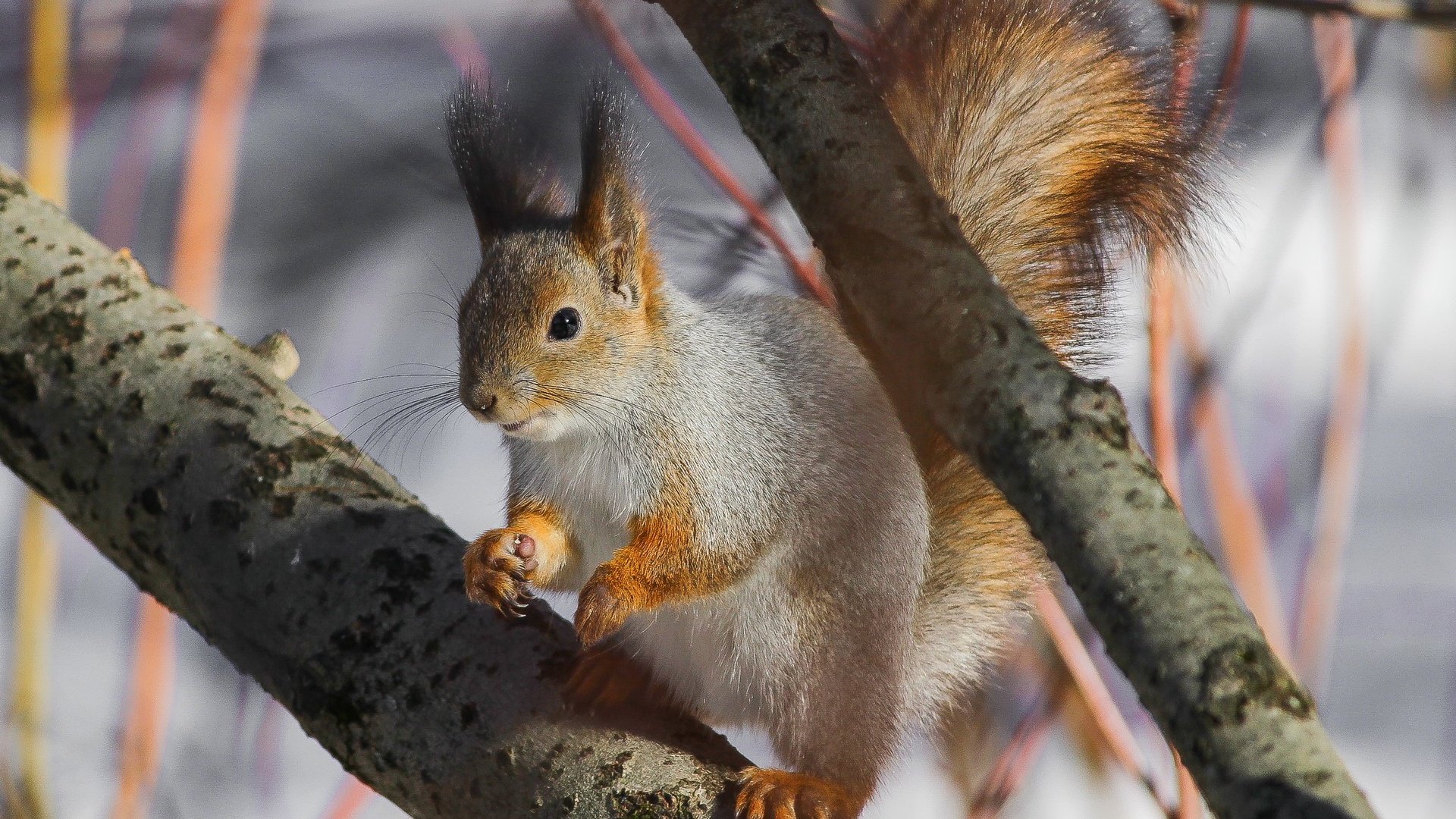 Обои дерево, ушки, белка, хвост, белочка, tree, ears, protein, tail, squirrel разрешение 2048x1365 Загрузить