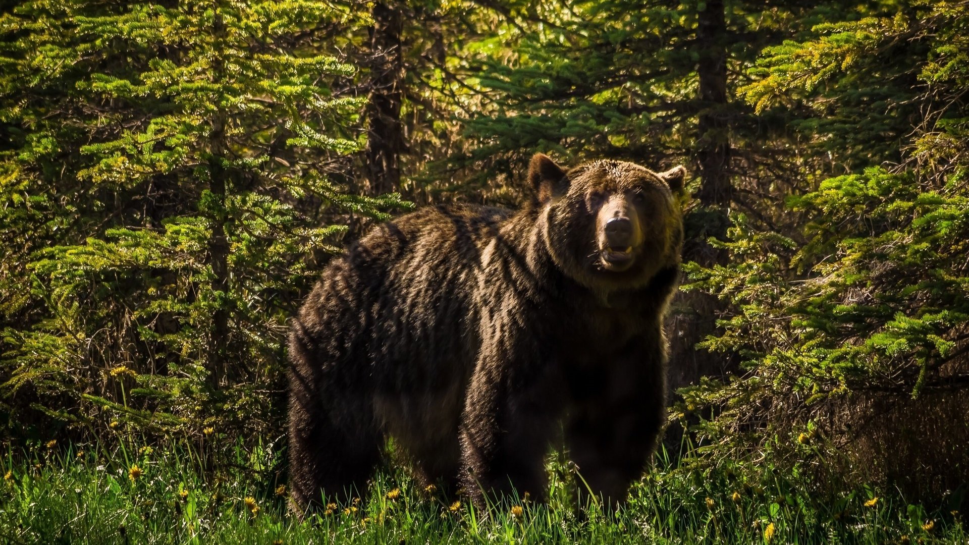 Обои морда, лес, взгляд, медведь, хищник, тайга, бурый медведь, face, forest, look, bear, predator, taiga, brown bear разрешение 2560x1600 Загрузить