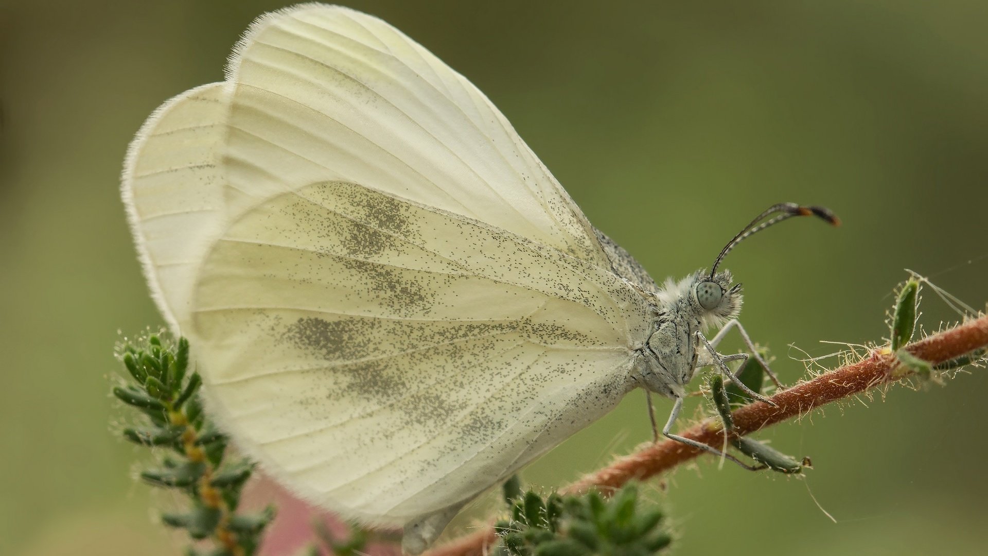 Обои макро, насекомое, бабочка, крылья, растение, белянка, macro, insect, butterfly, wings, plant, belyanka разрешение 2048x1365 Загрузить