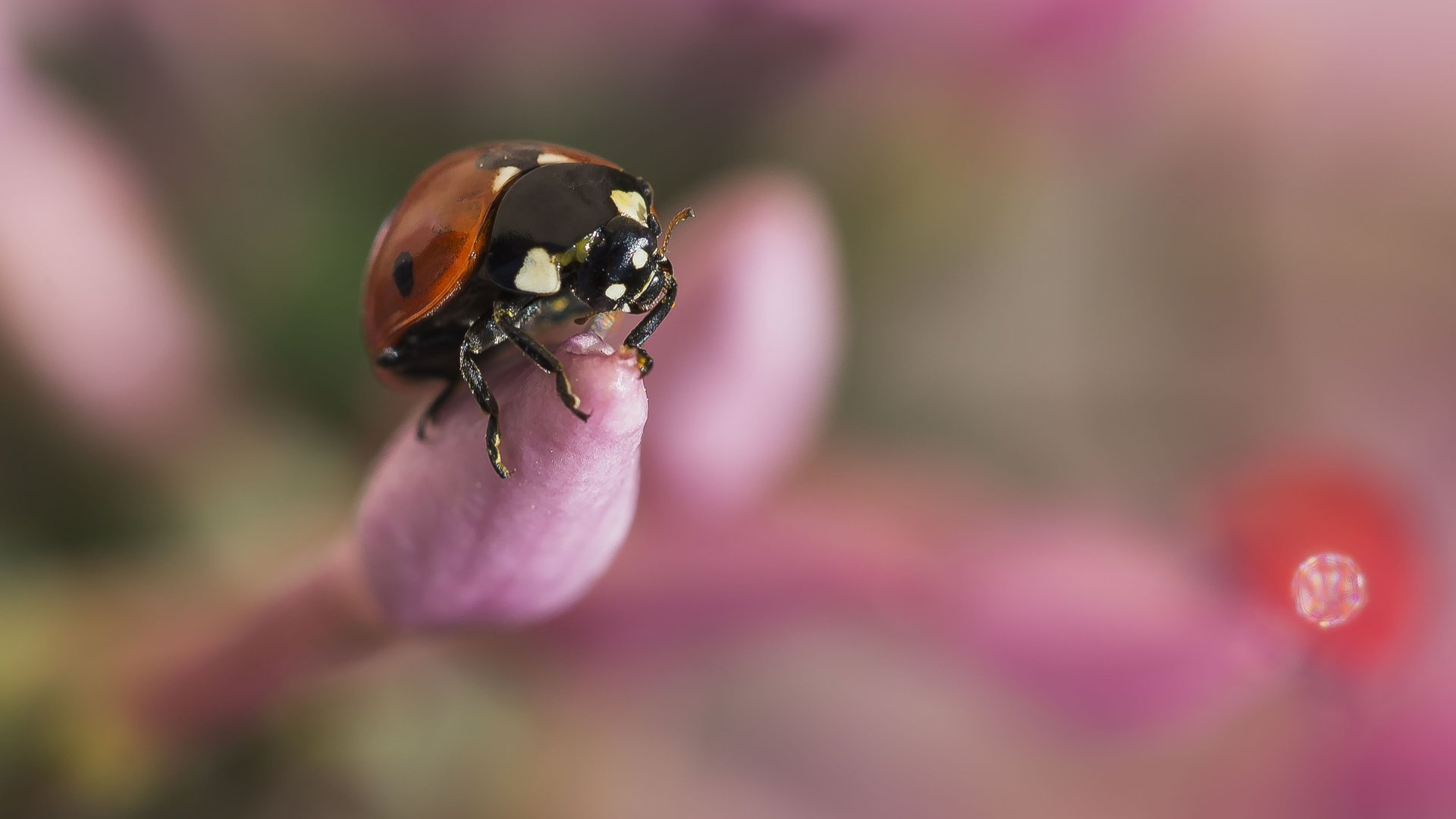 Обои бутоны, жук, макро, насекомое, божья коровка, размытость, buds, beetle, macro, insect, ladybug, blur разрешение 4391x2932 Загрузить