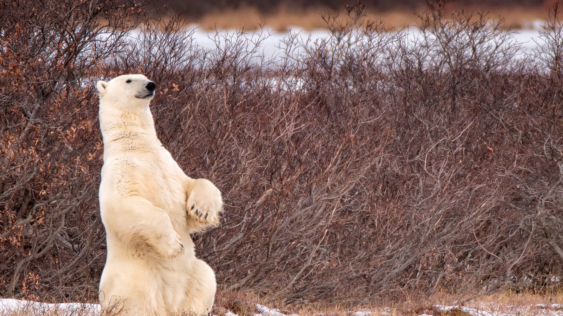 Обои снег, природа, лапы, полярный медведь, медведь, белый медведь, snow, nature, paws, polar bear, bear разрешение 2400x1600 Загрузить