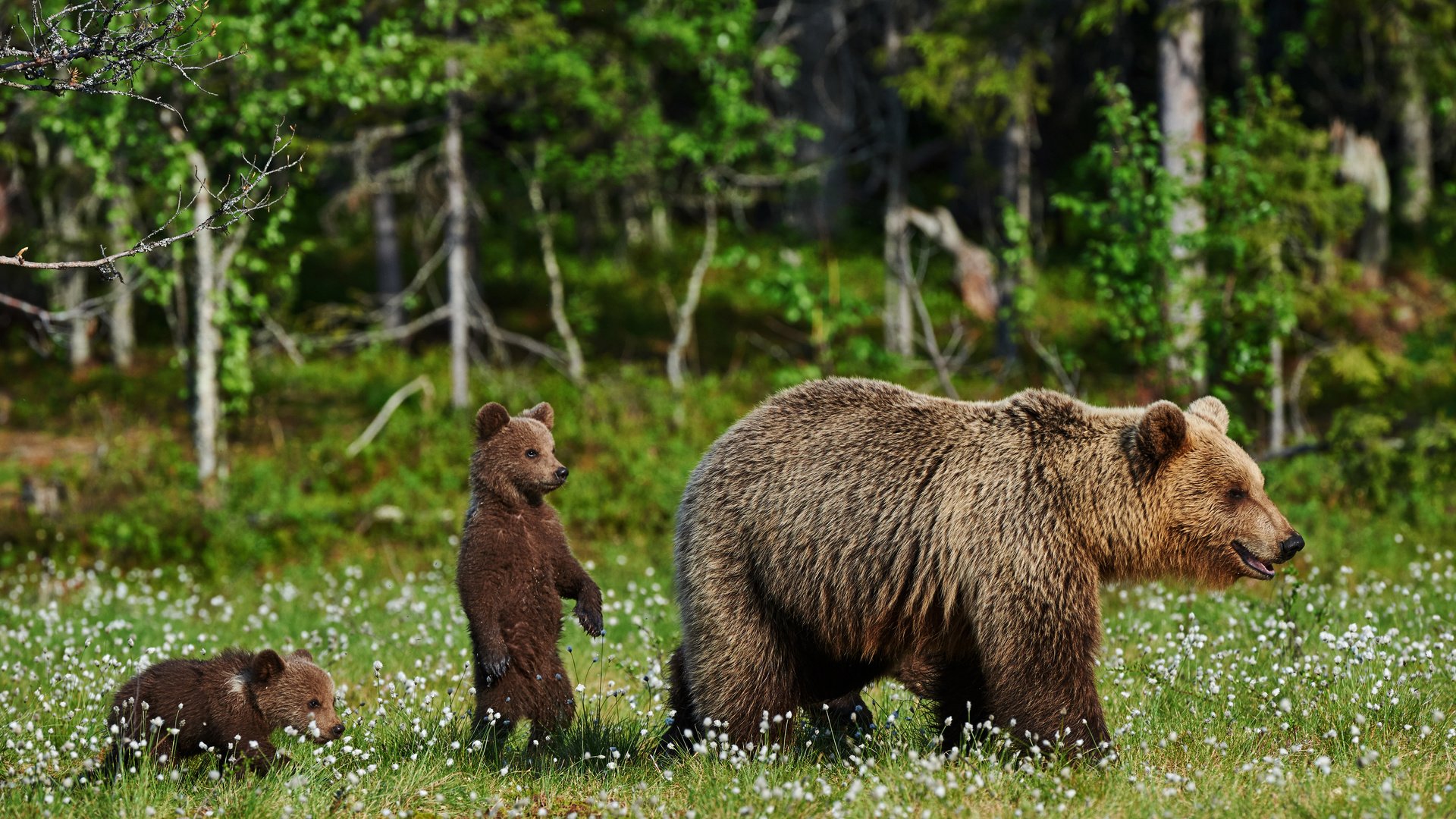 Обои трава, природа, полевые цветы, медведи, медведица, медвежата, grass, nature, wildflowers, bears, bear разрешение 4200x2795 Загрузить