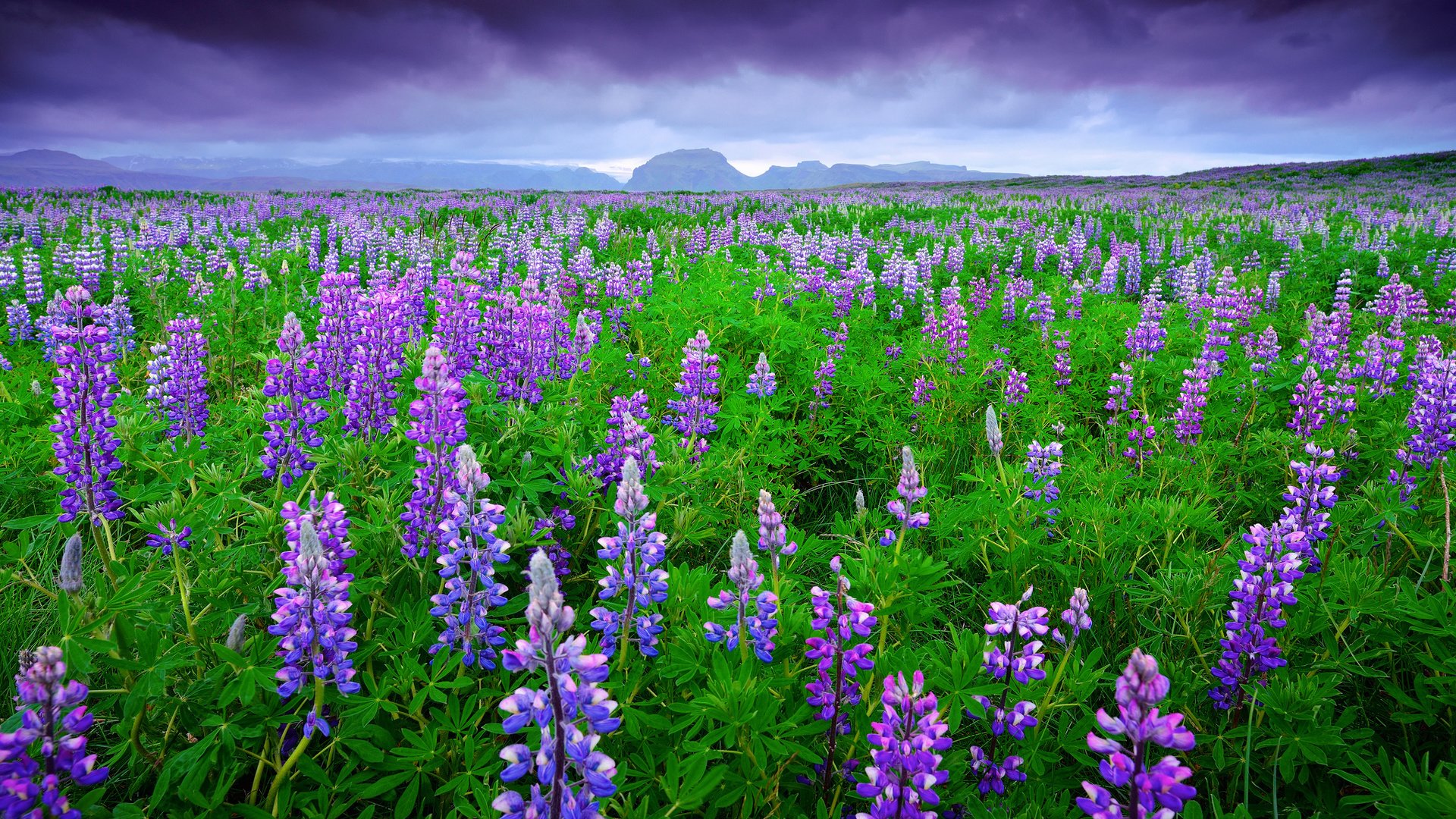 Обои небо, цветы, горы, тучи, поле, лето, исландия, люпины, the sky, flowers, mountains, clouds, field, summer, iceland, lupins разрешение 2048x1367 Загрузить