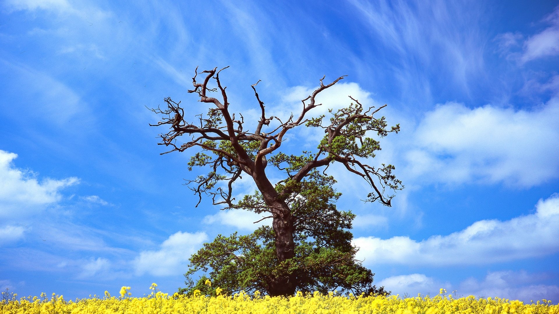 Обои небо, цветы, облака, дерево, весна, рапс, the sky, flowers, clouds, tree, spring, rape разрешение 2048x1365 Загрузить