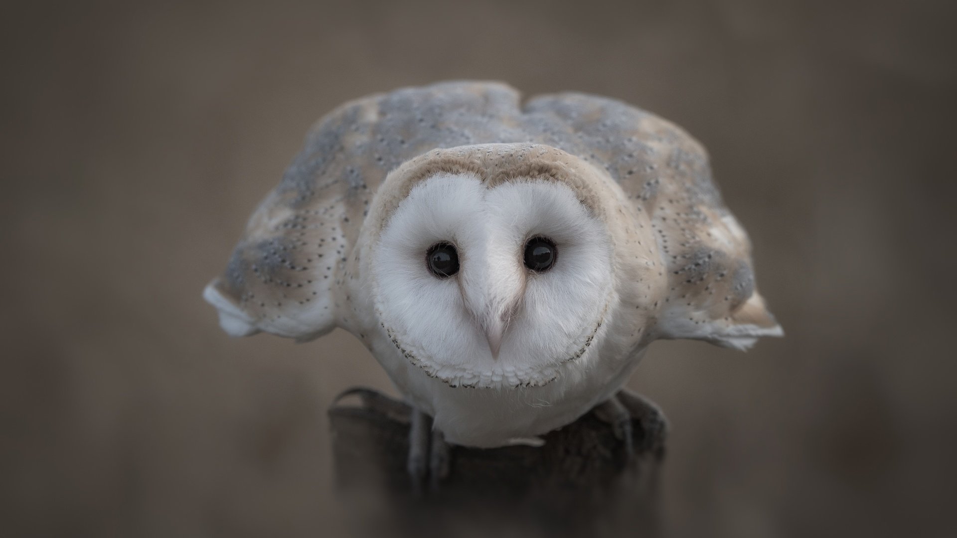 Обои сова, фон, взгляд, птица, клюв, перья, сипуха, owl, background, look, bird, beak, feathers, the barn owl разрешение 3876x2587 Загрузить