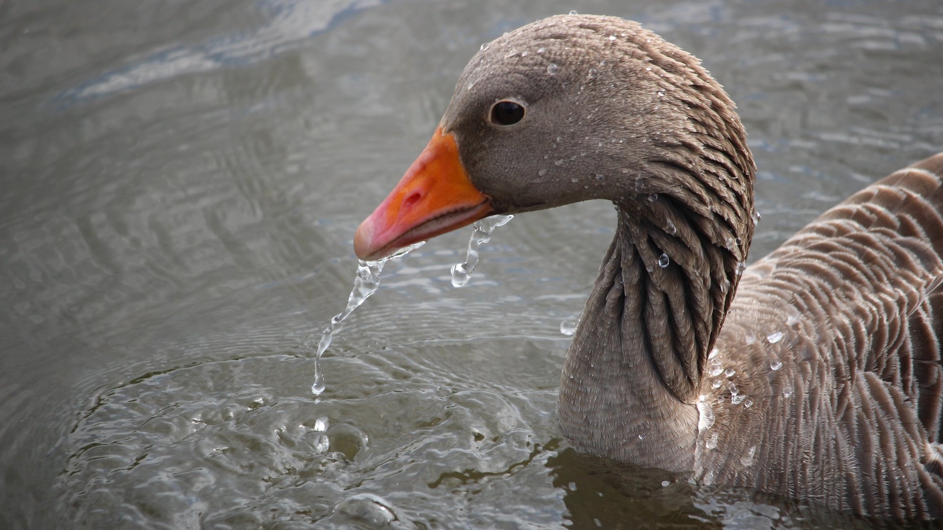 Обои вода, капли, птица, клюв, перья, гусь, water, drops, bird, beak, feathers, goose разрешение 5184x3456 Загрузить