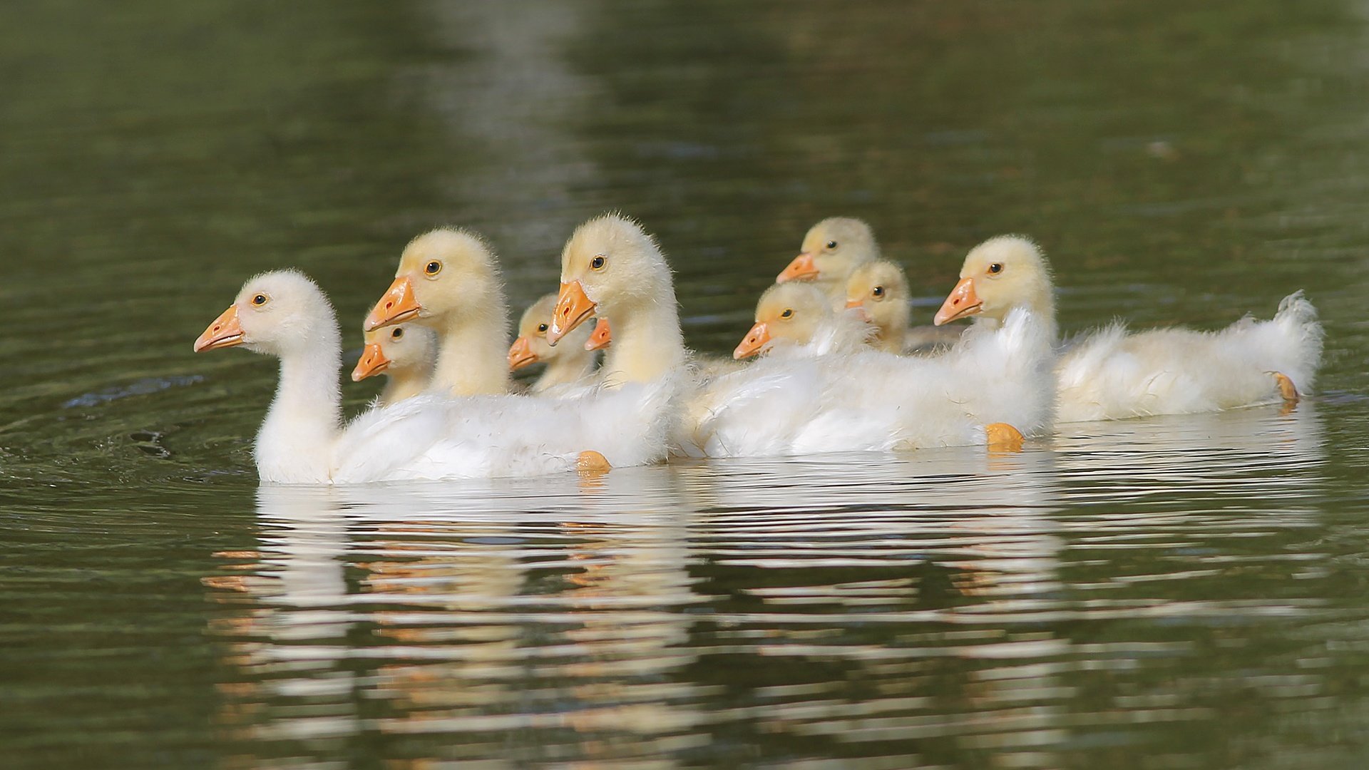 Обои вода, птицы, пруд, птенцы, гуси, плывут, гусята, water, birds, pond, chicks, geese, float, the goslings разрешение 2000x1289 Загрузить