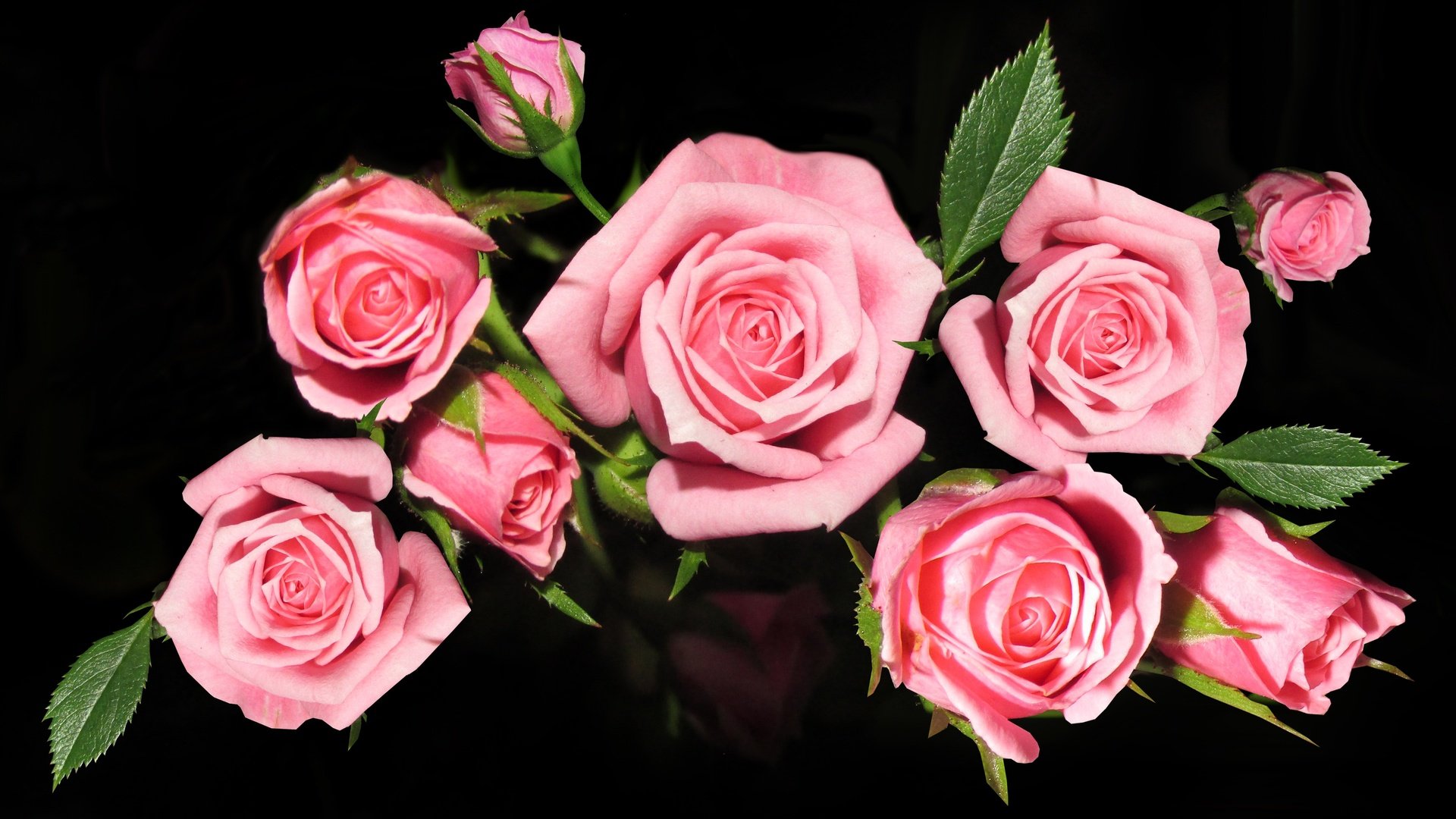 Обои цветы, розы, букет, розовые, роз, flowers, roses, bouquet, pink разрешение 3836x2408 Загрузить