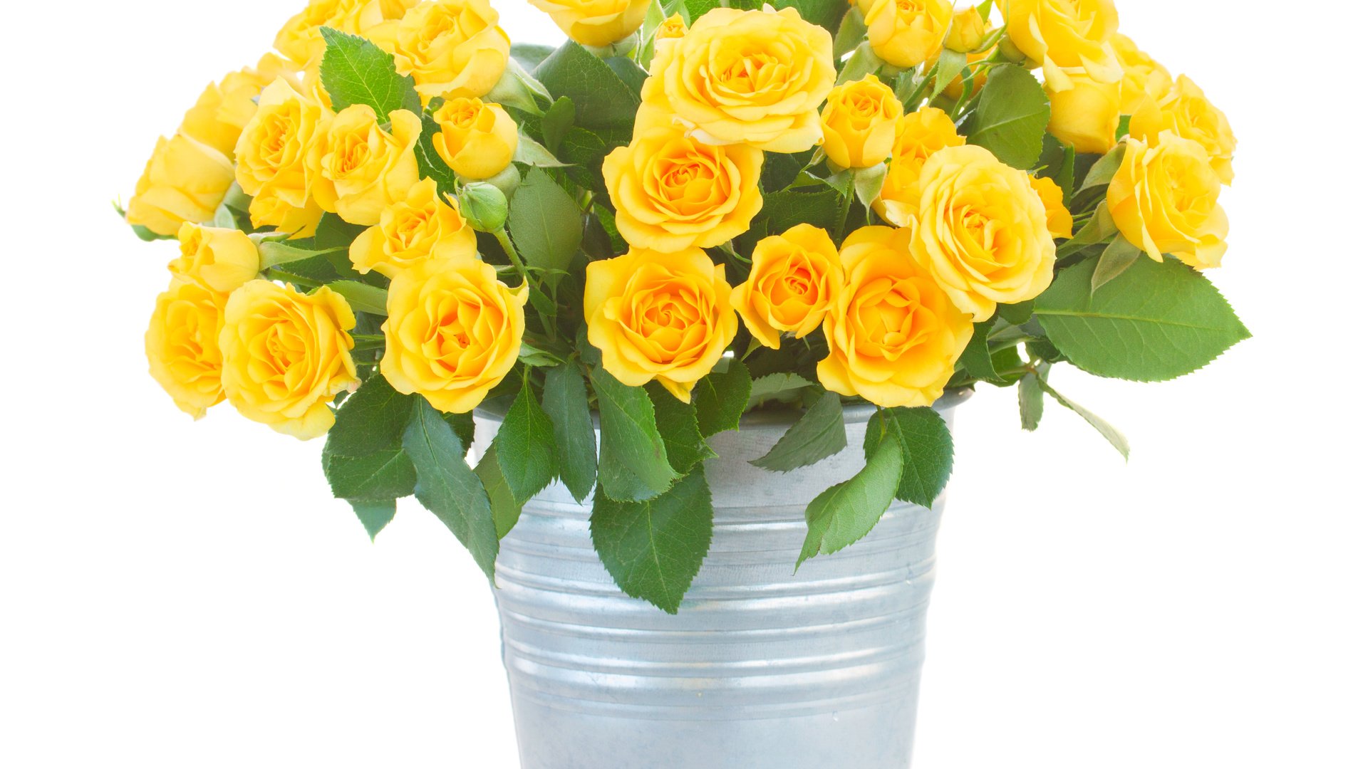 Обои цветы, розы, букет, белый фон, желтые, ведро, flowers, roses, bouquet, white background, yellow, bucket разрешение 4200x3420 Загрузить