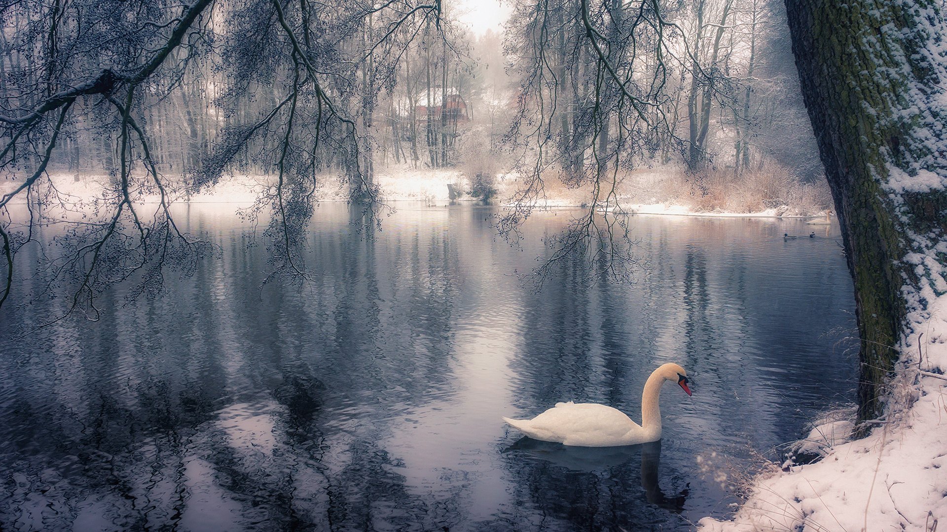 Обои озеро, дерево, зима, парк, ветки, птица, лебедь, lake, tree, winter, park, branches, bird, swan разрешение 1920x1200 Загрузить