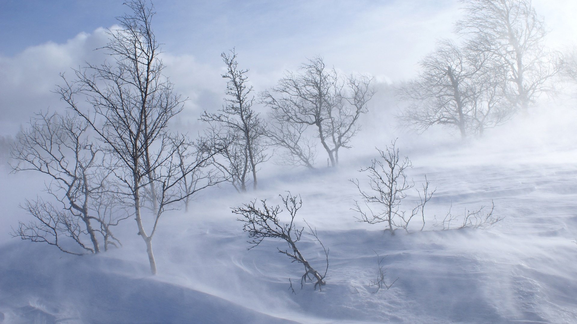 Обои деревья, снег, зима, trees, snow, winter разрешение 1920x1200 Загрузить