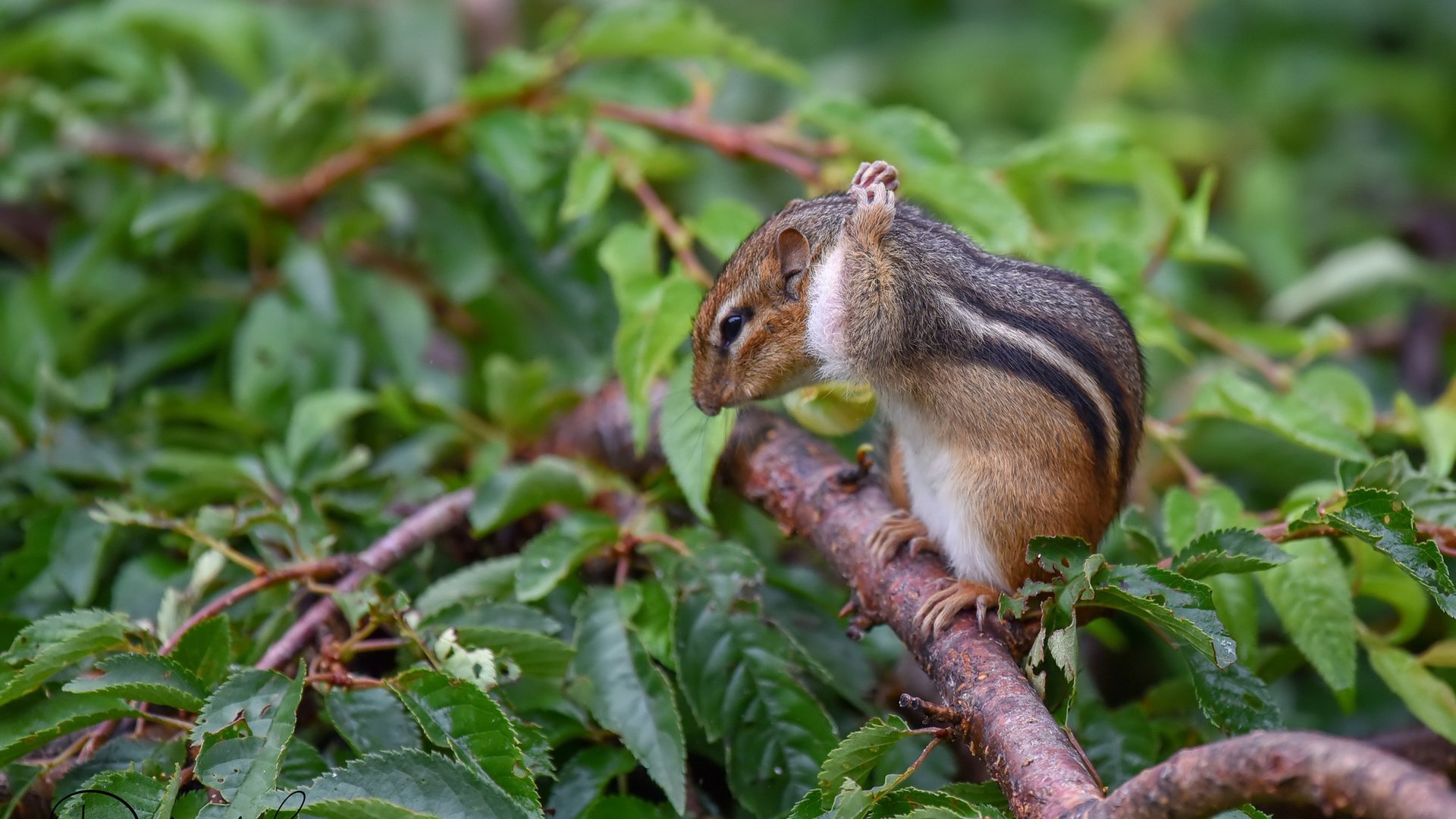 Обои фон, бурундук, background, chipmunk разрешение 1920x1200 Загрузить